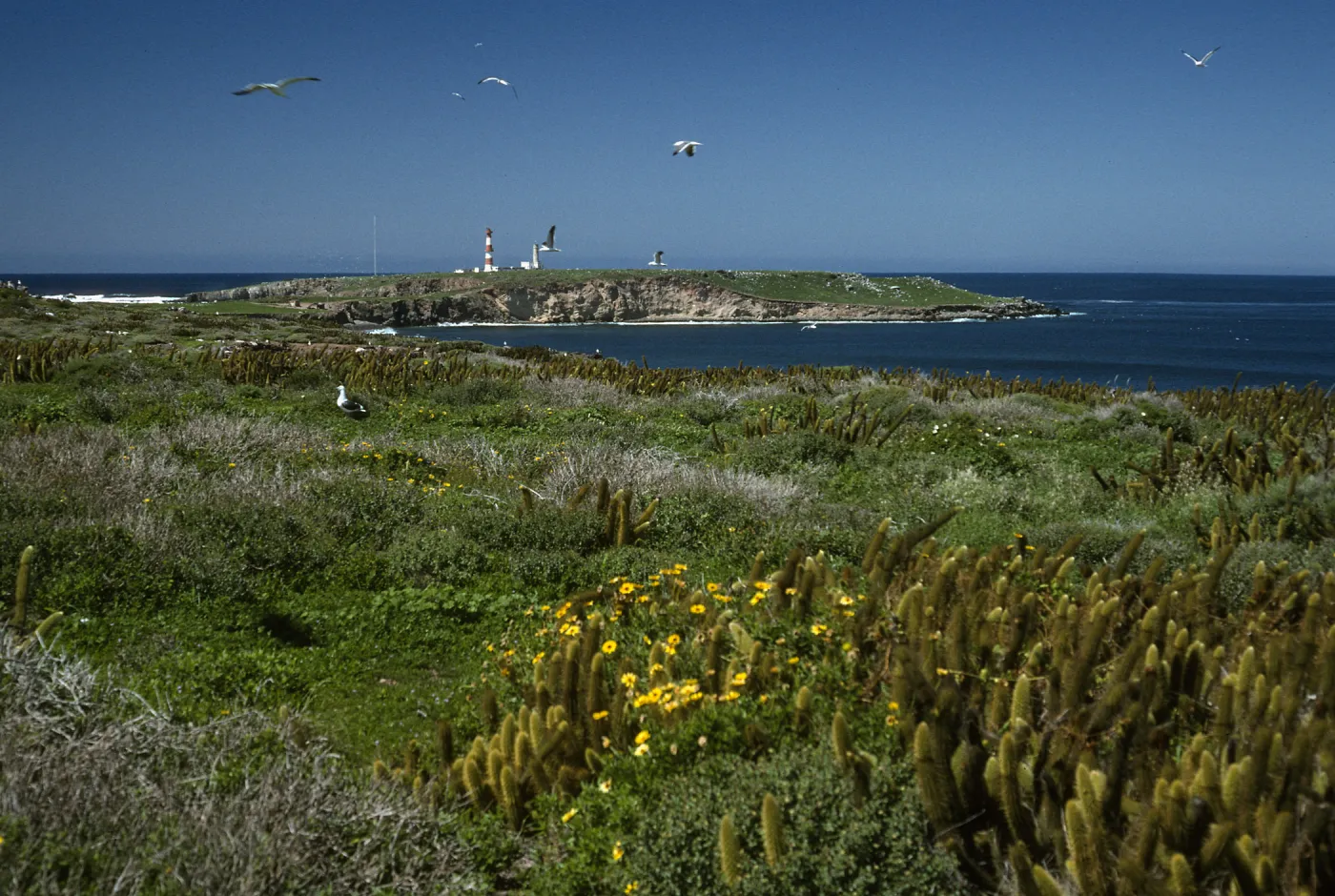 View of North Island from NE side of Todos Santos Islands