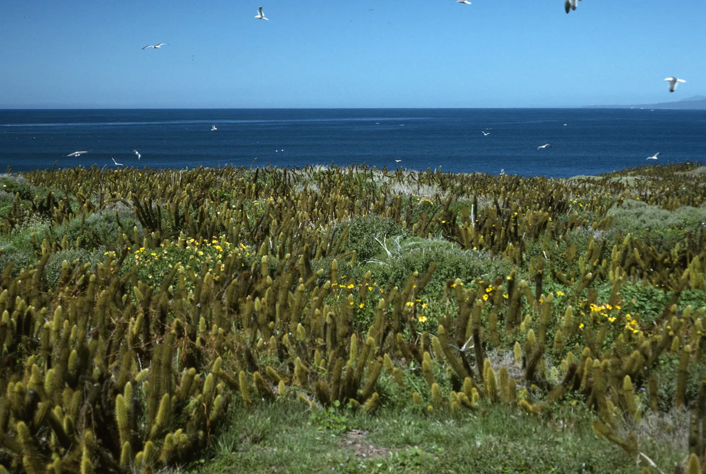 Encelia, Bergerocactus,Todos Santos Islands