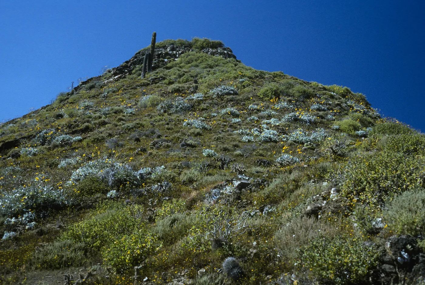 Viguera lanata, canyon on E. side, Natividad Isl.
