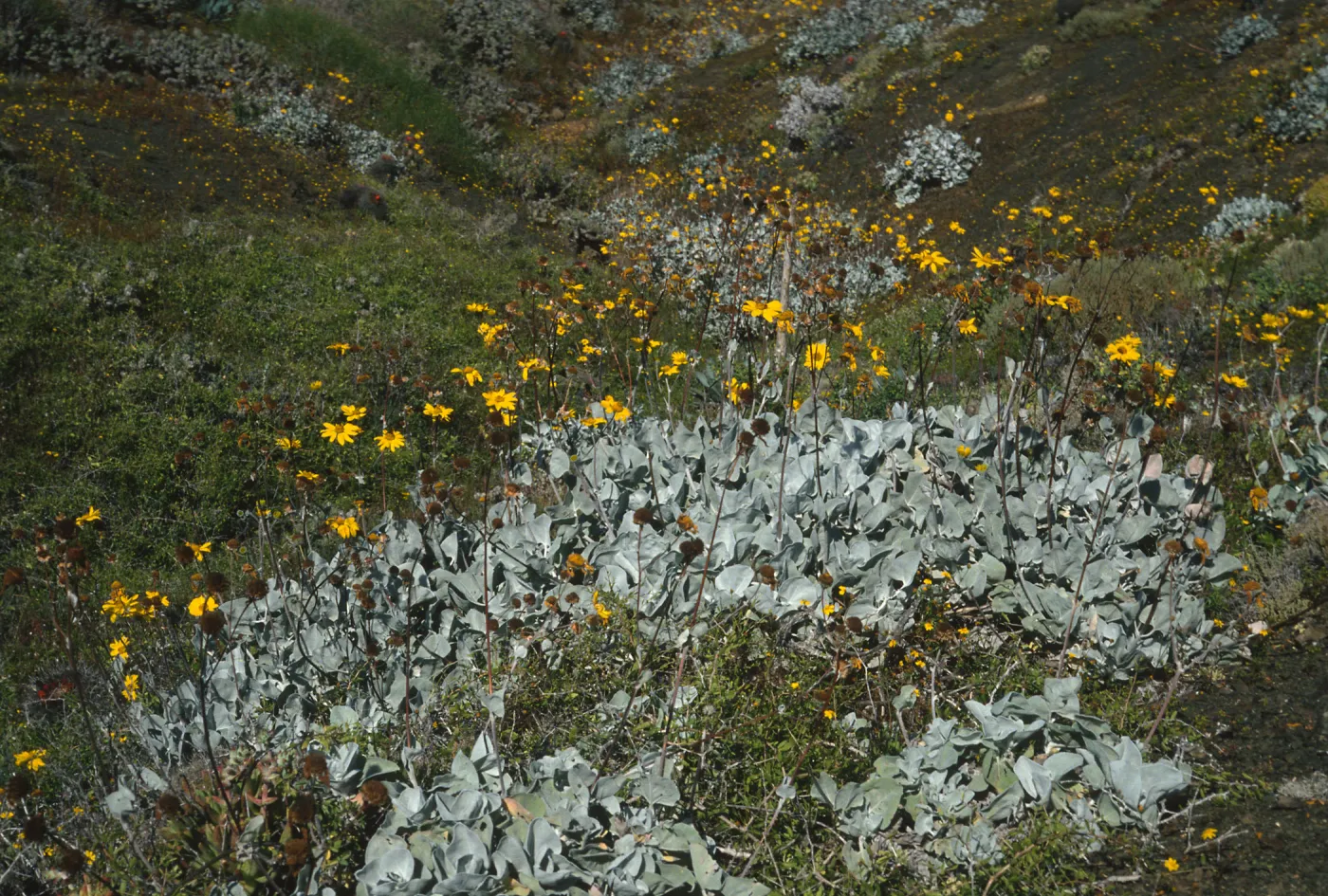 Viguera lanata, N. of lighthouse, Natividad Isl.