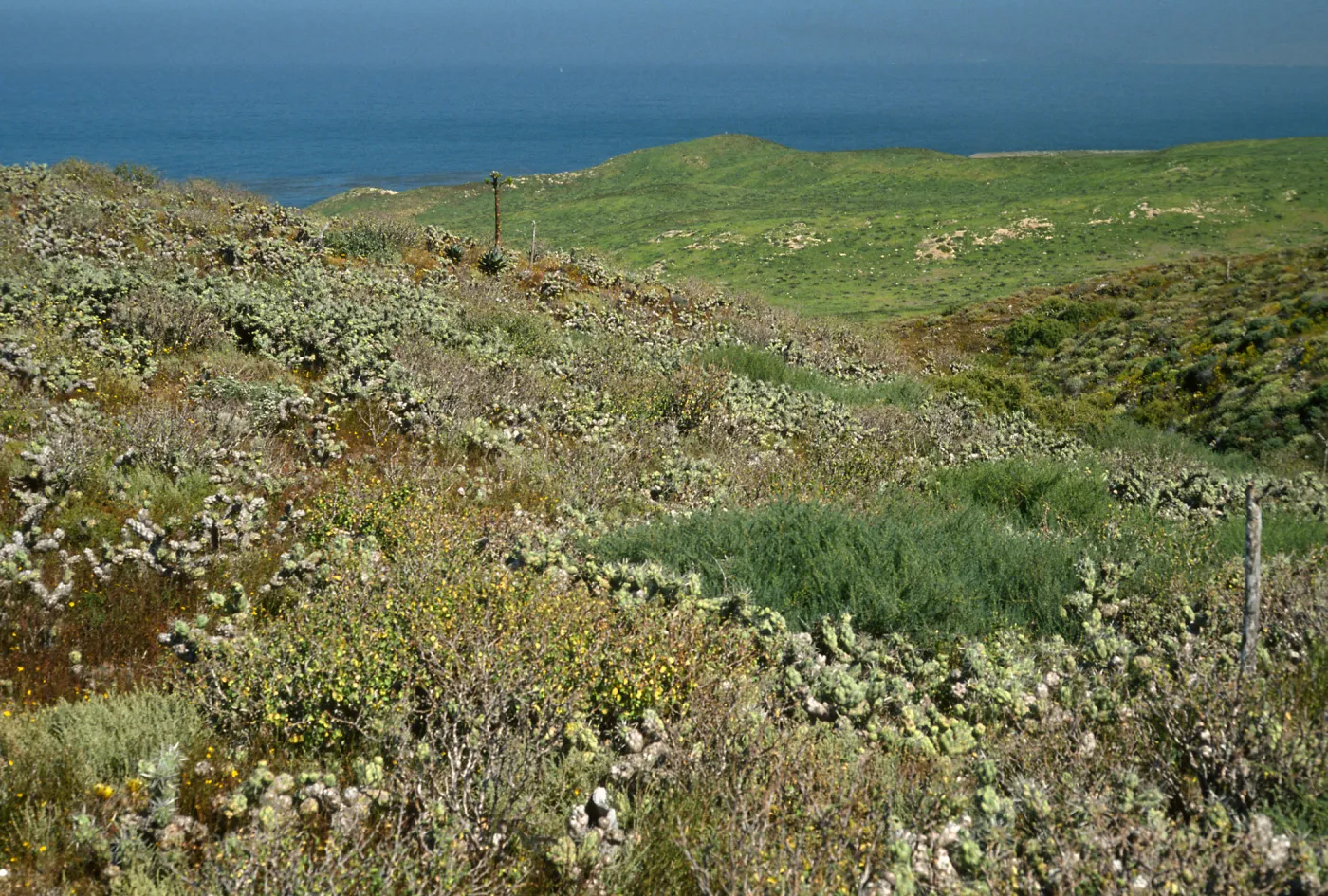 Opuntia (Prickly-pear) , N. of lighthouse, Natividad Island