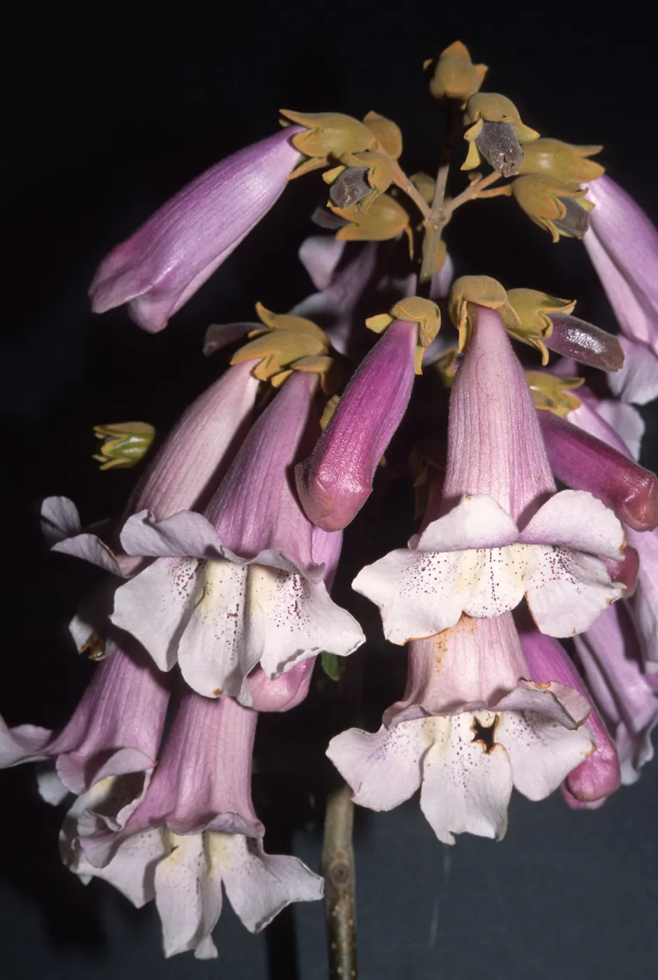 Trees of Santa Barbara Talk - Paulownia tomentosa 