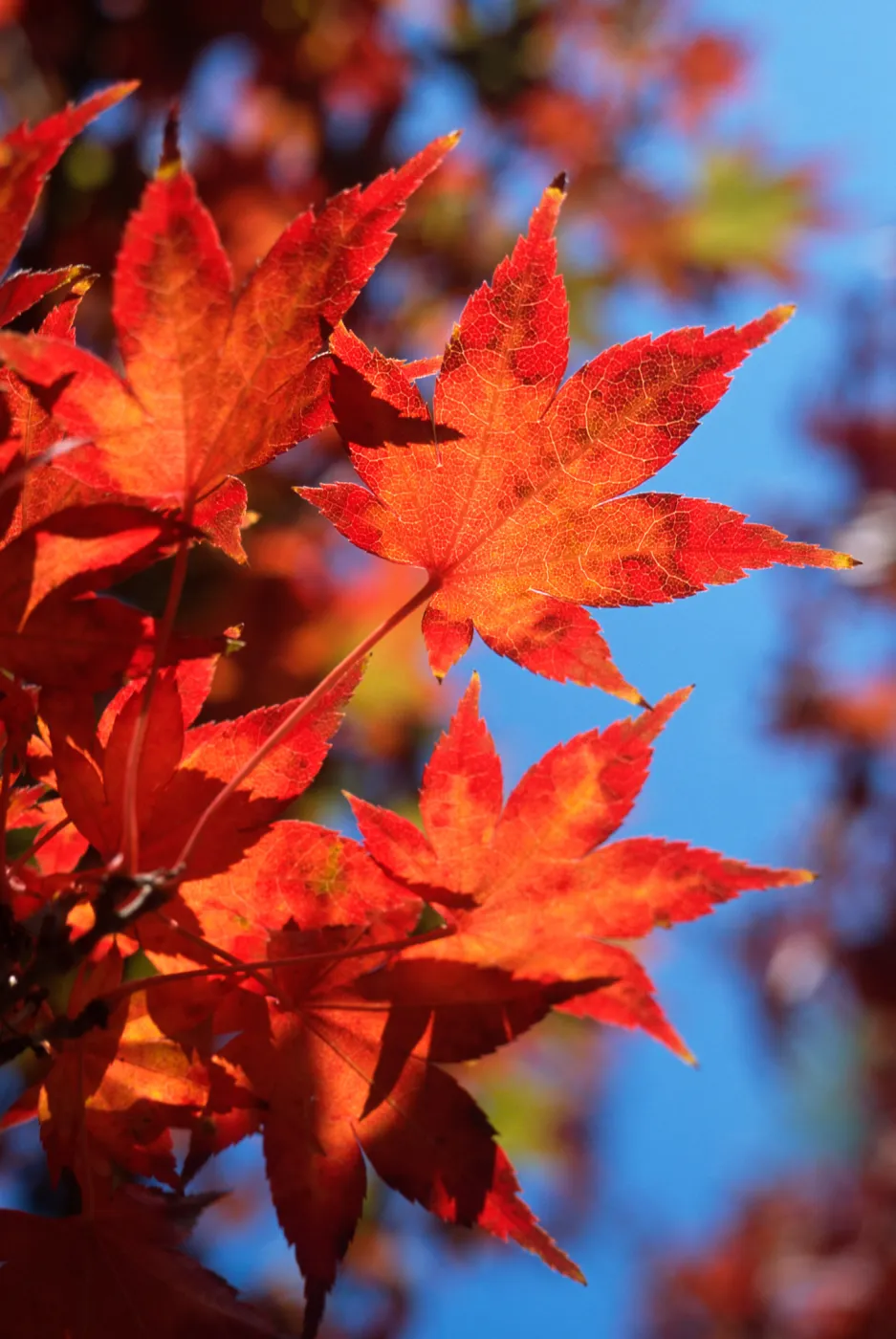 Trees of Santa Barbara Talk - Acer palmatum