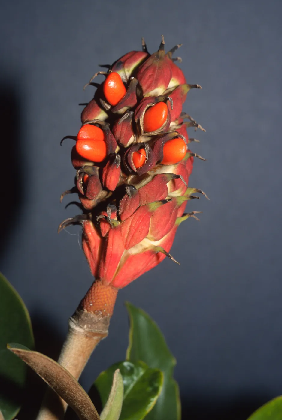 Trees of Santa Barbara Talk - Magnolia grandiflora