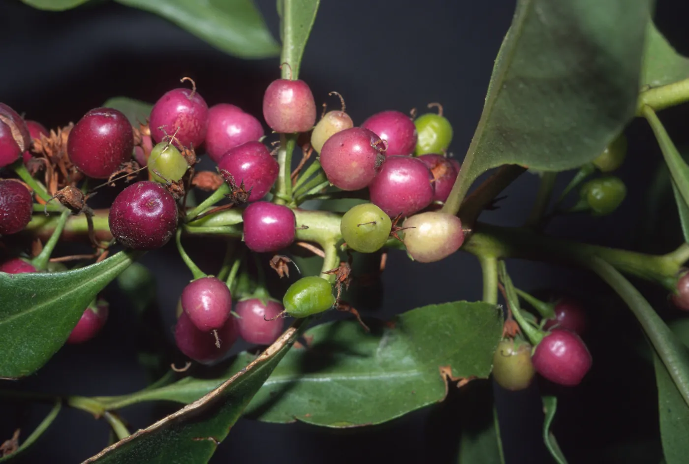Trees of Santa Barbara Talk - Myoporum laetum