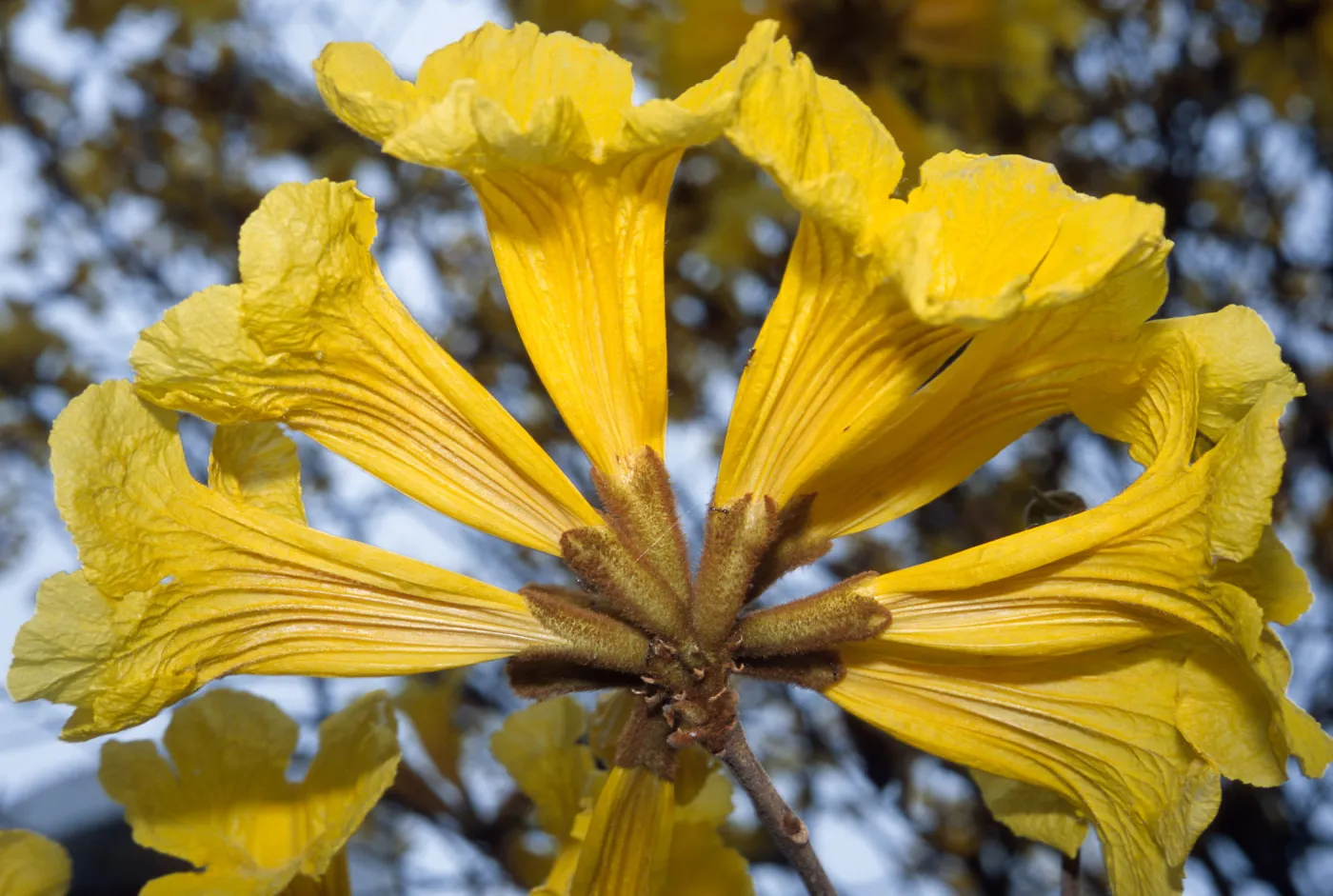 Trees of Santa Barbara Talk - Tabebuia chrysotricha