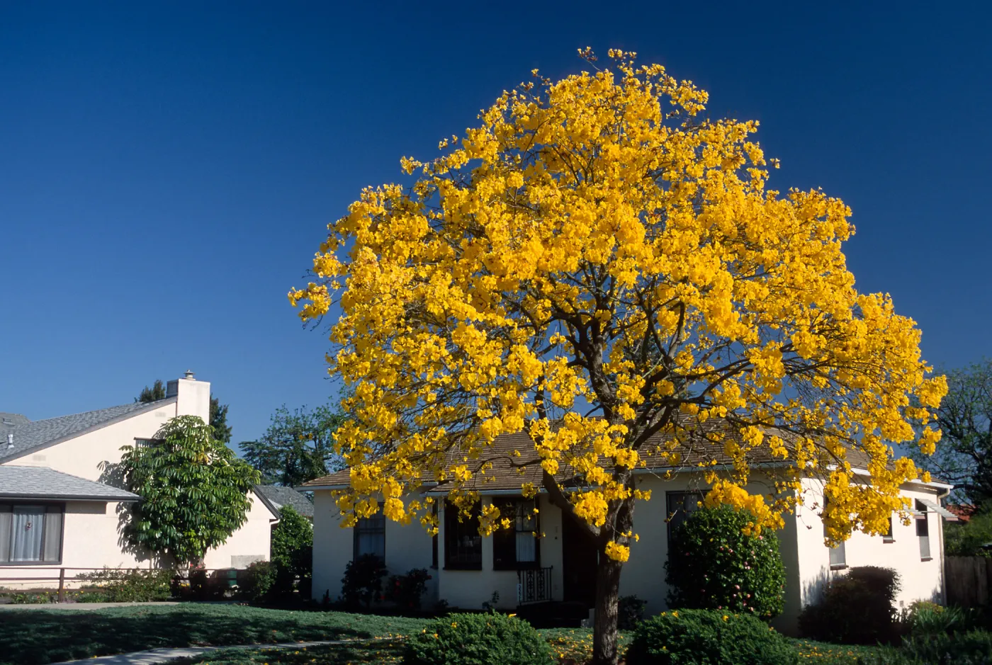 Trees of Santa Barbara Talk - Tabebuia chrysotricha