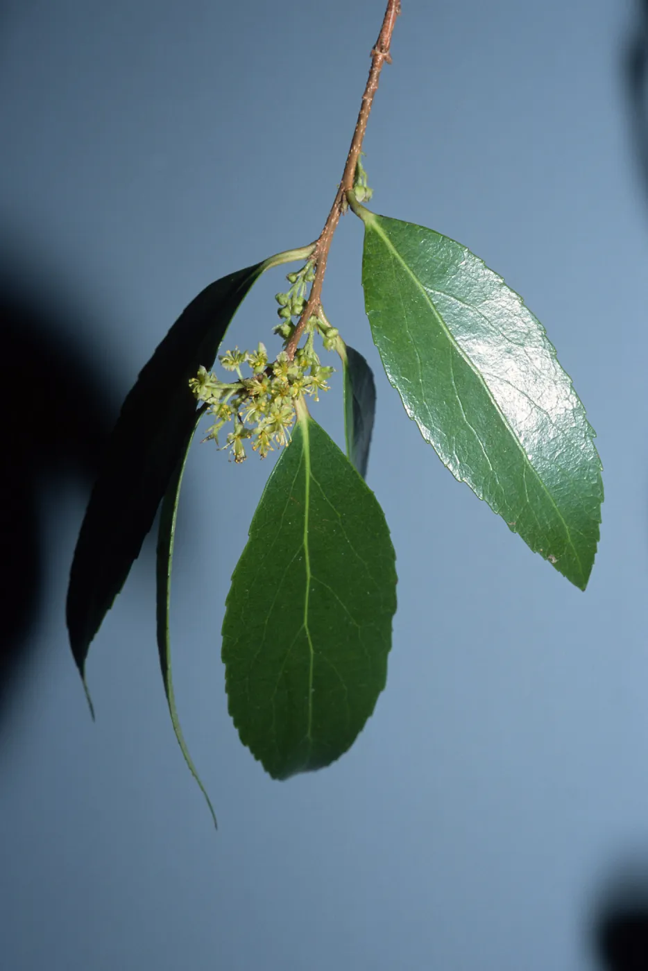 Trees of Santa Barbara Talk - Xylosma congestum