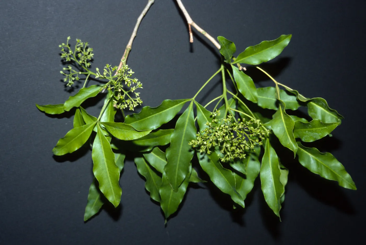 Trees of Santa Barbara Talk - Vepris undulata