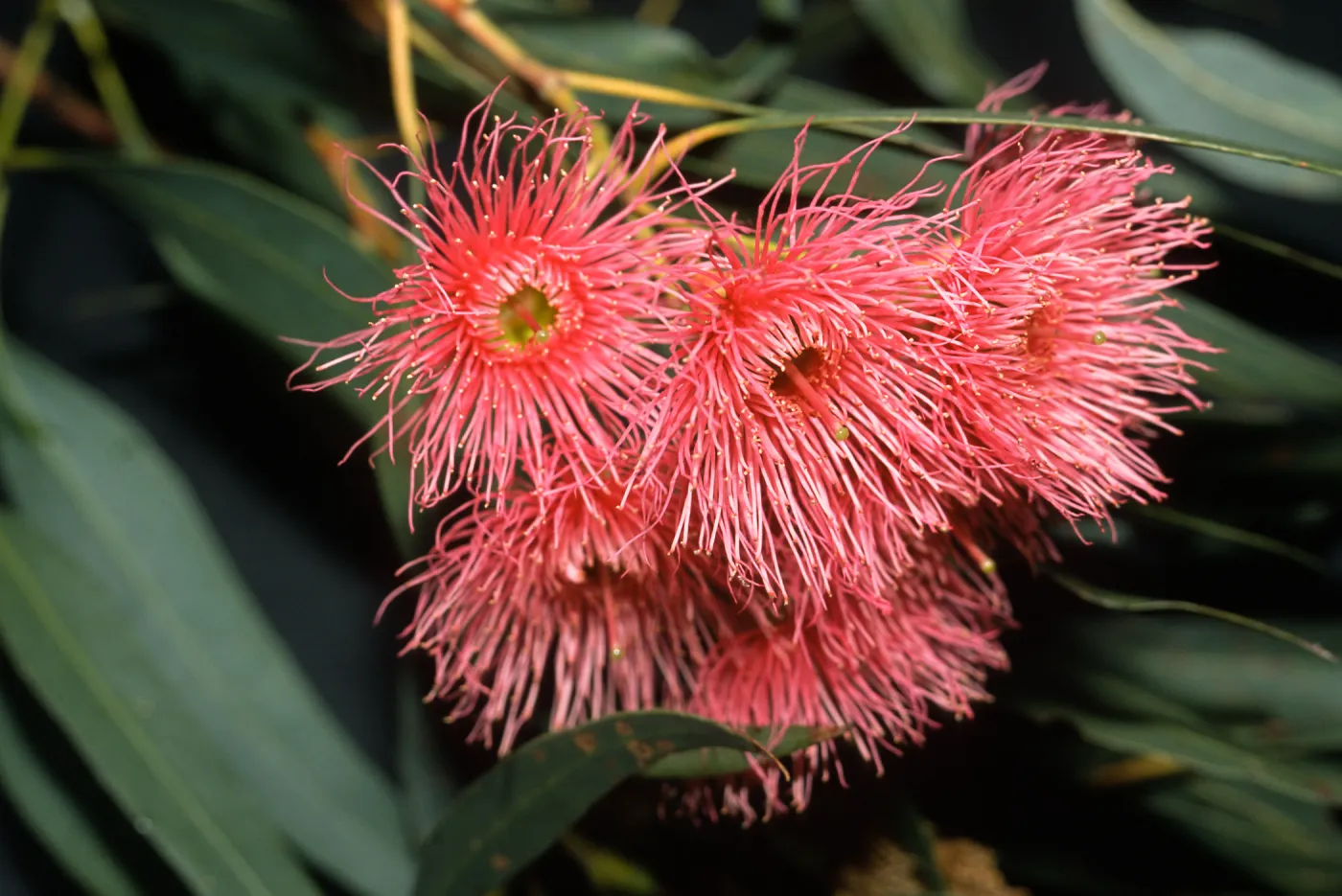 Trees of Santa Barbara Talk - Eucalyptus leucoxylon 