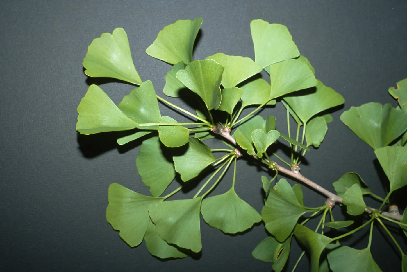 Trees of Santa Barbara Talk - Ginkgo biloba