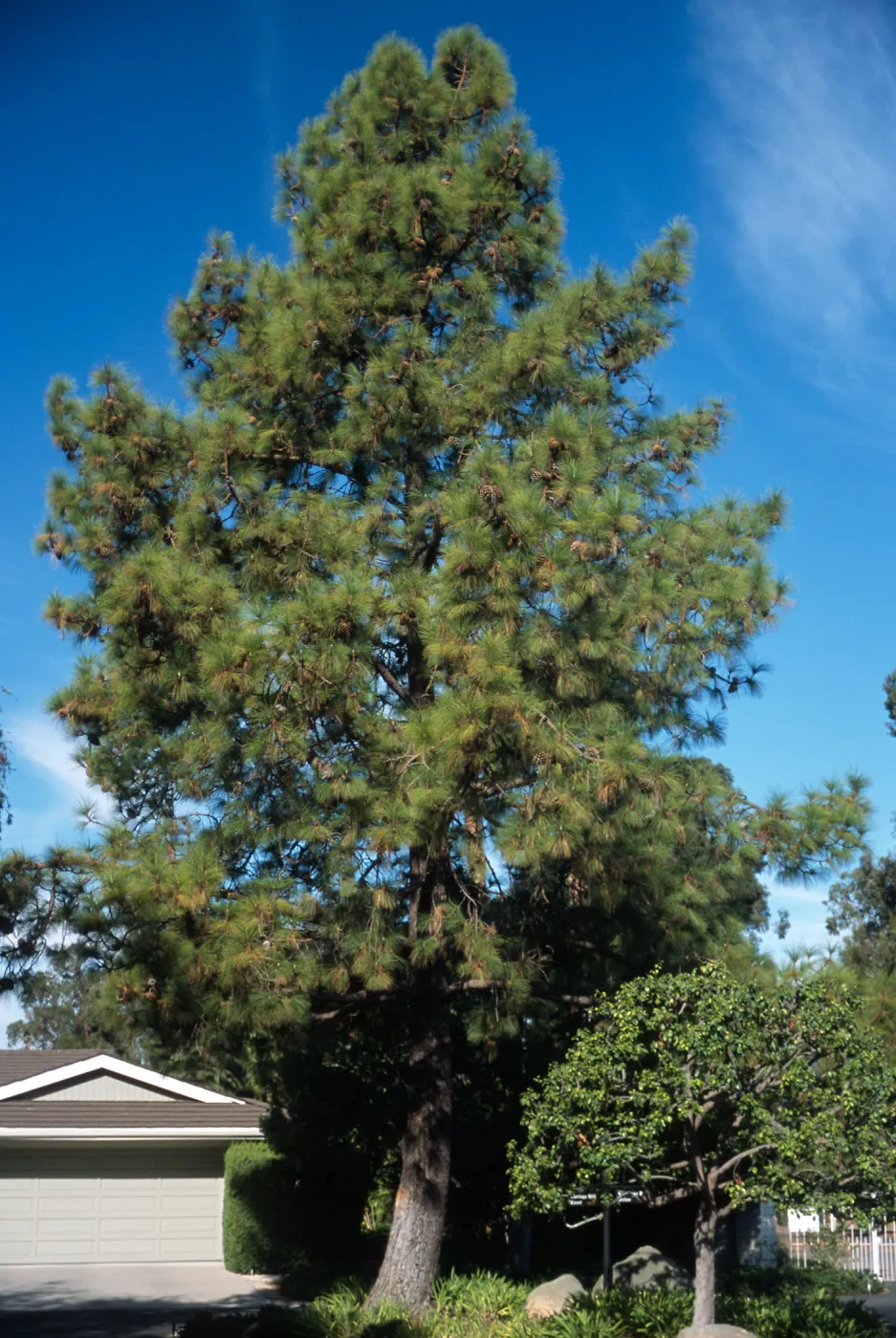Trees of Santa Barbara Talk - Pinus roxburghii