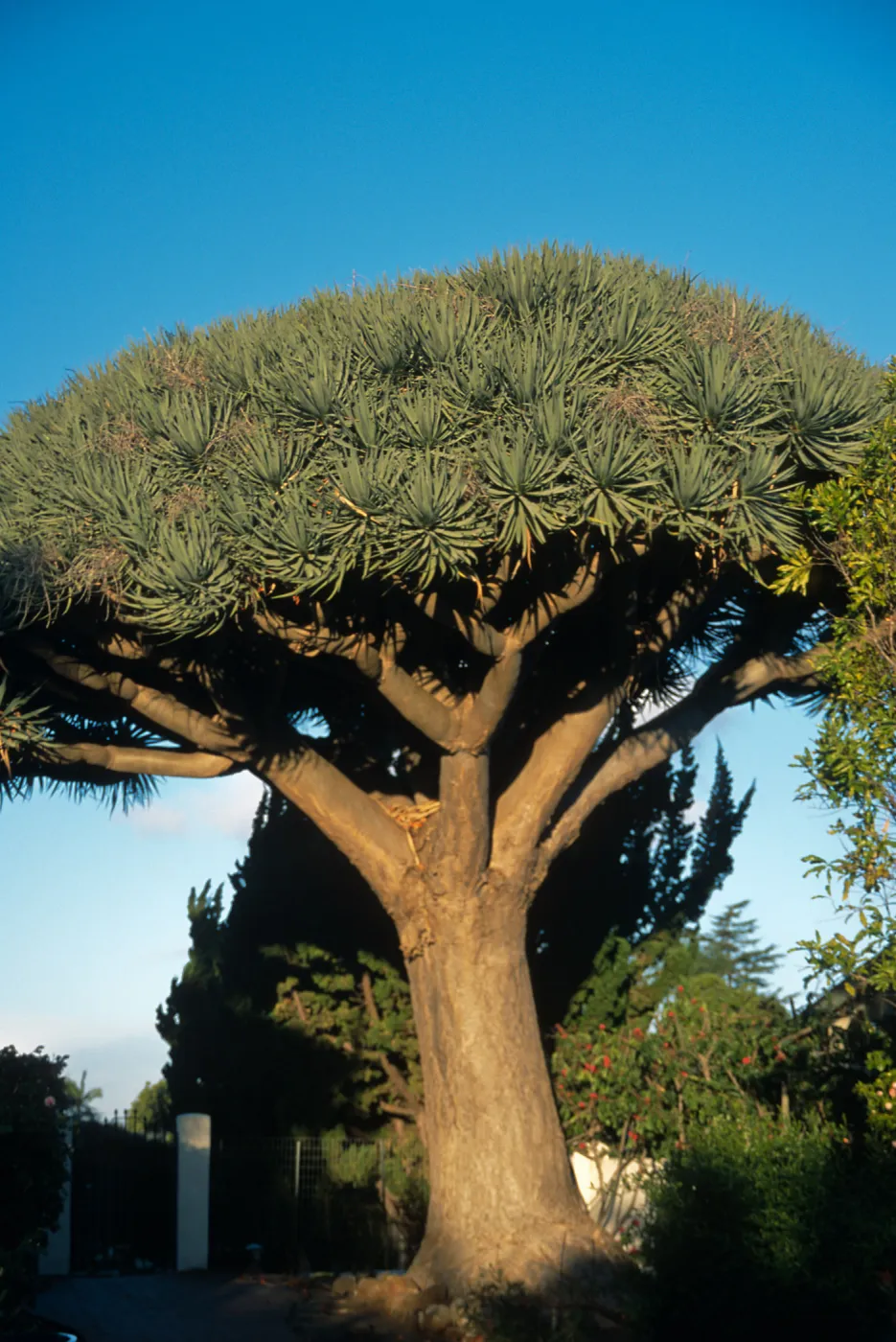 Trees of Santa Barbara Talk - Dracaena draco