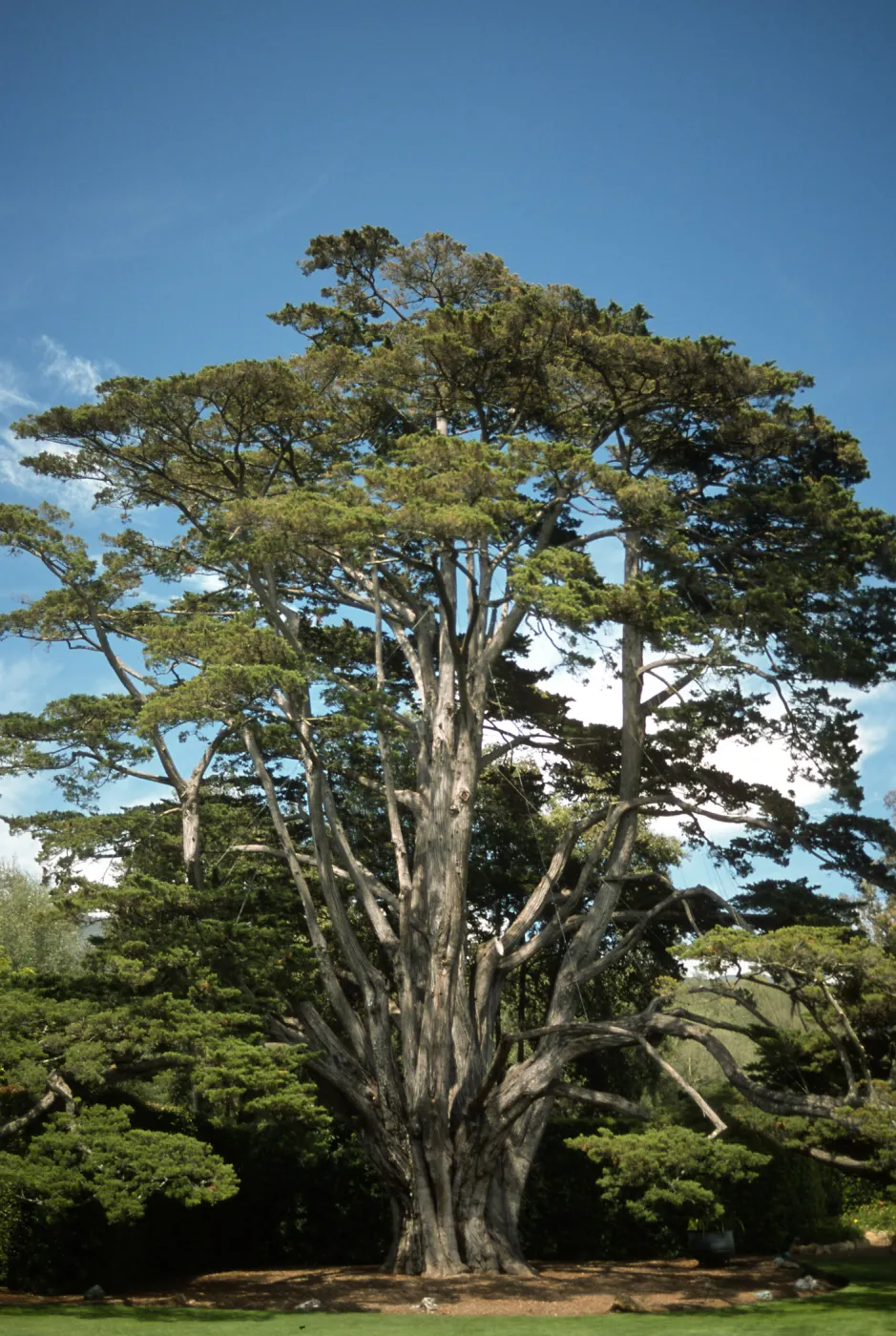 Trees of Santa Barbara Talk - Cupressus macrocarpa