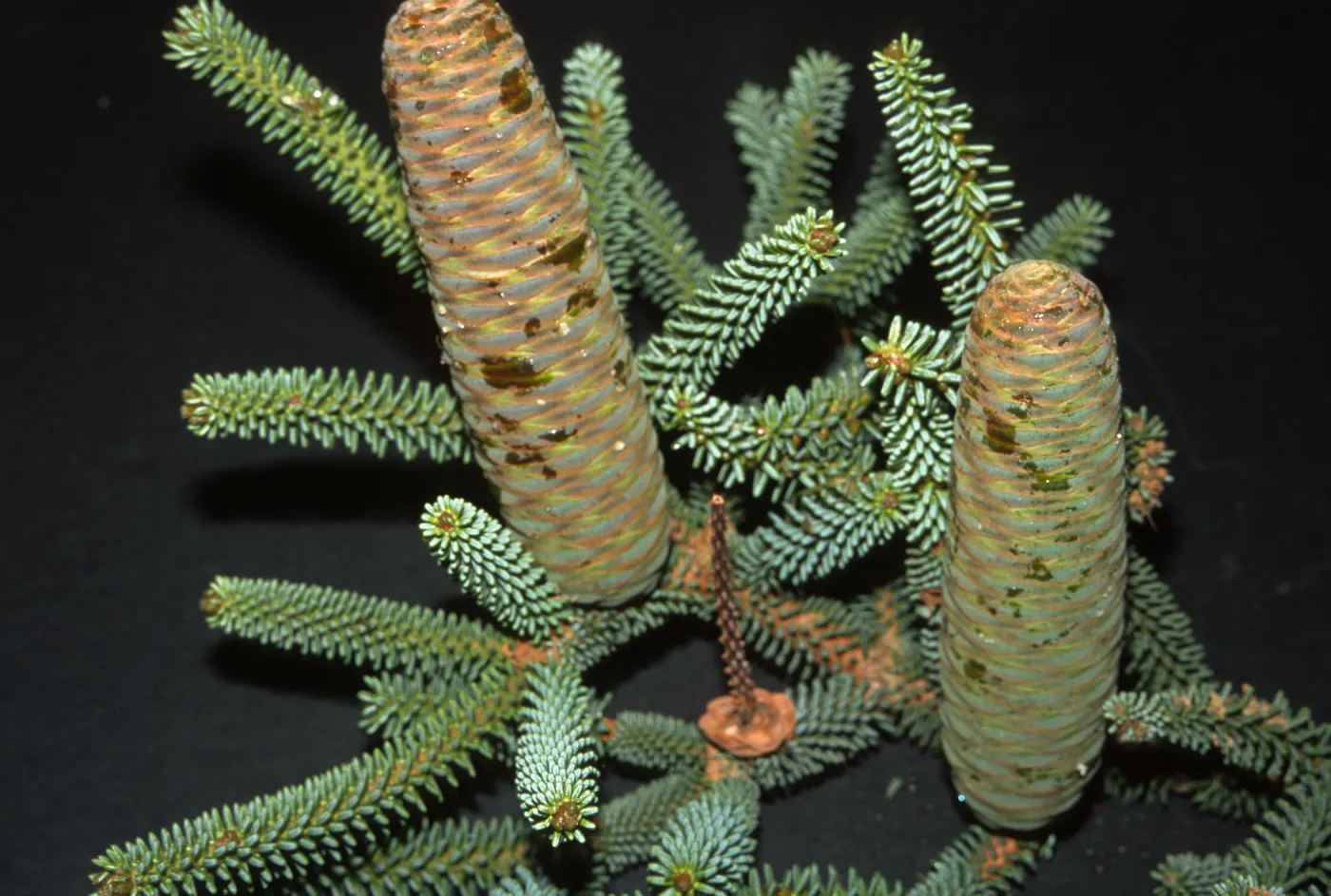 Trees of Santa Barbara Talk - Abies pinsapo