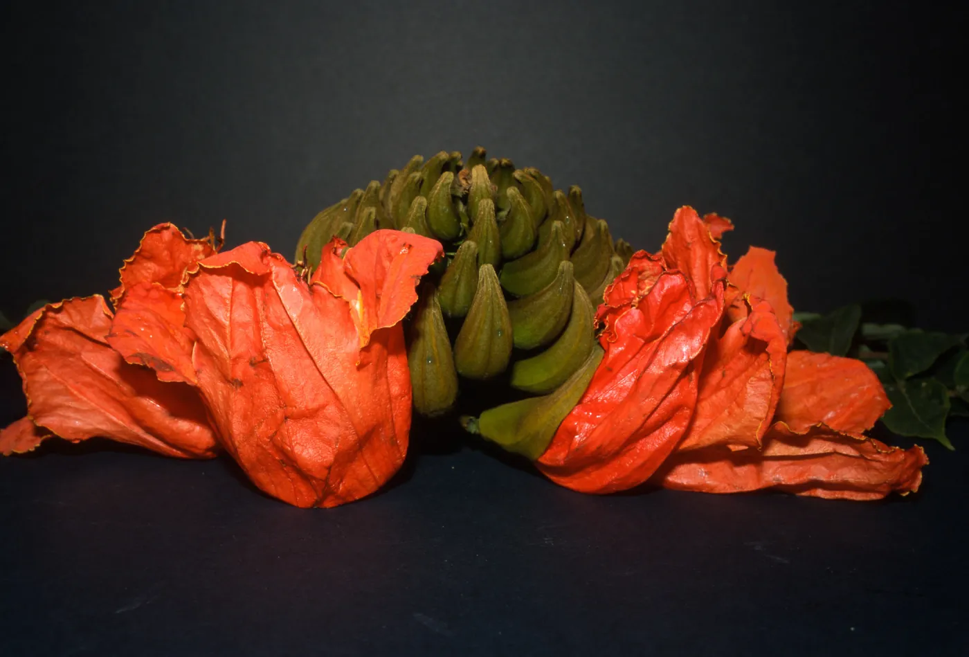 Trees of Santa Barbara Talk - Spathodea campanulata