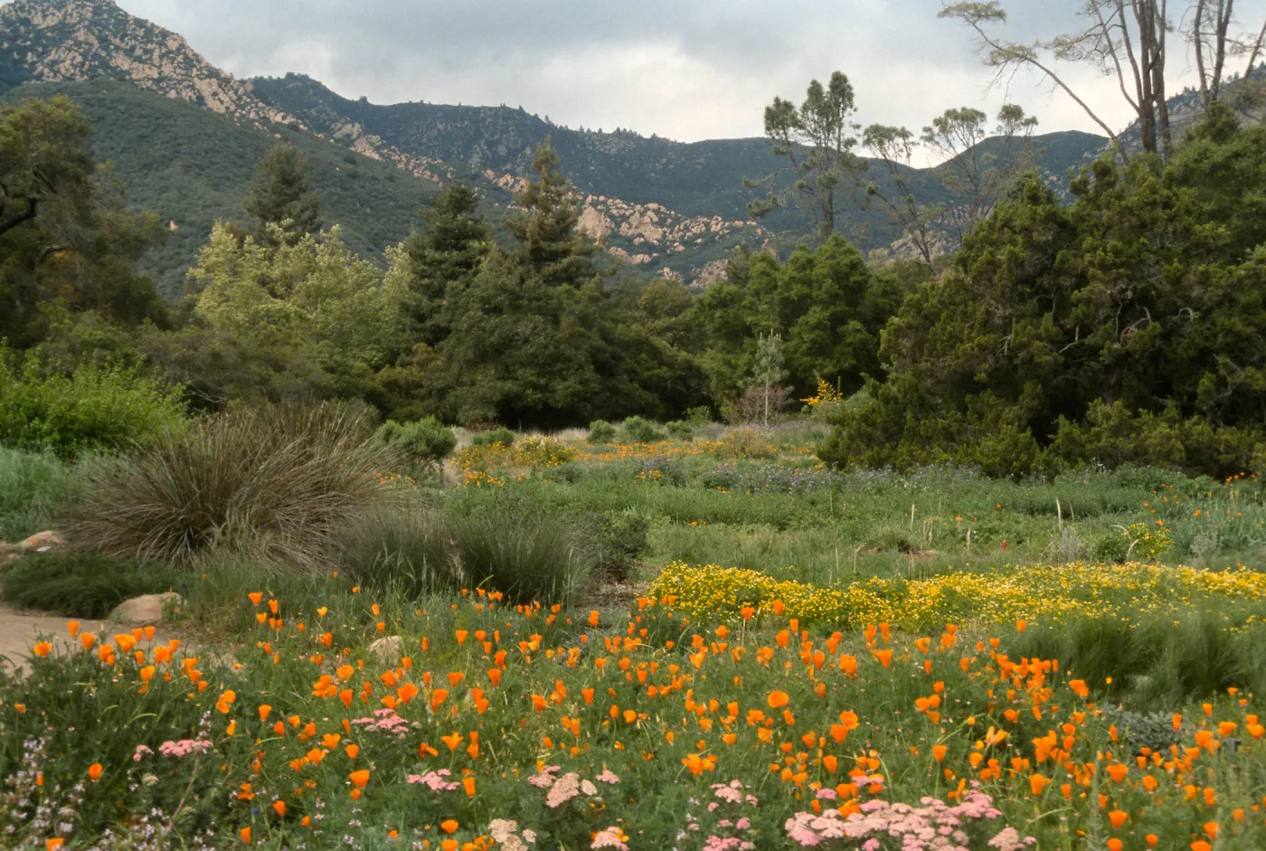 Meadow