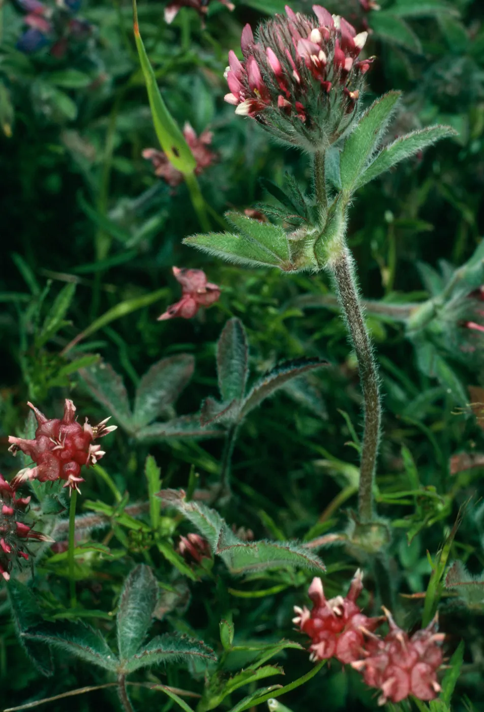Trifolium albopurpureum, Santa Cruz Island, Peak 777