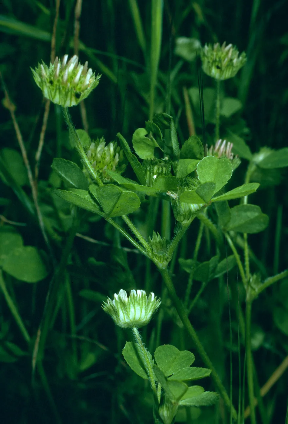 Trifolium microdon var. pilosum, San Nicolas Island, SN-797