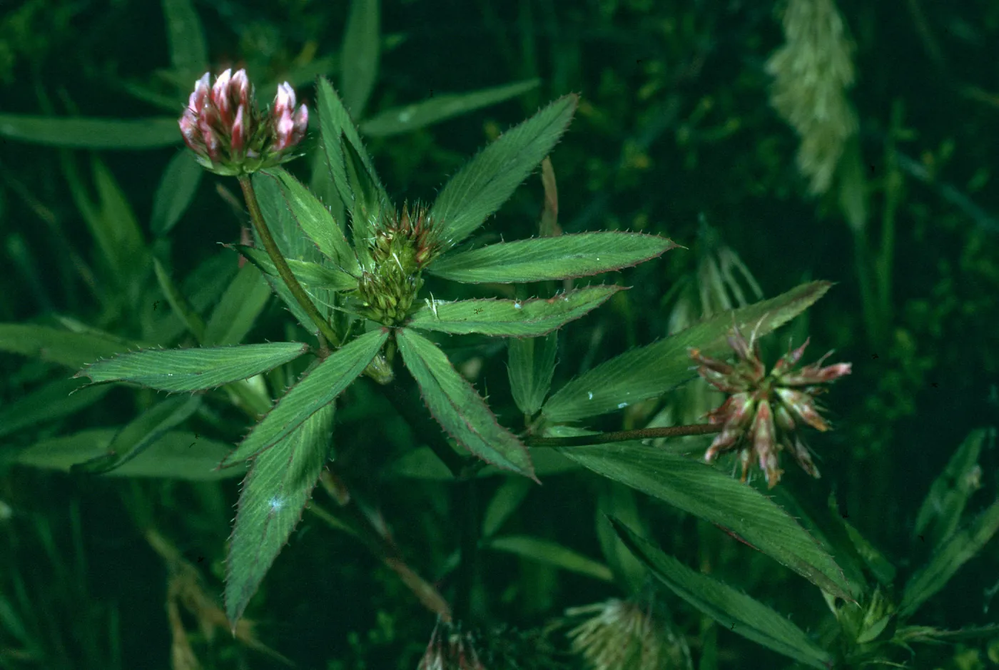 Trifolium palmeri, San Nicolas Island, NE coastal flats