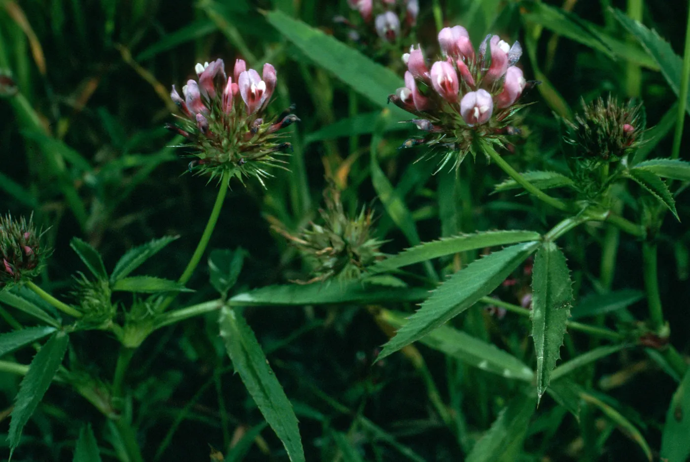 Trifolium trindentatum (T. willdenovii), San Clemente Island