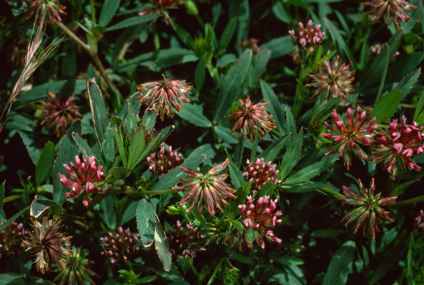 Trifolium palmeri, West Anacapa Island, west of Summit Peak