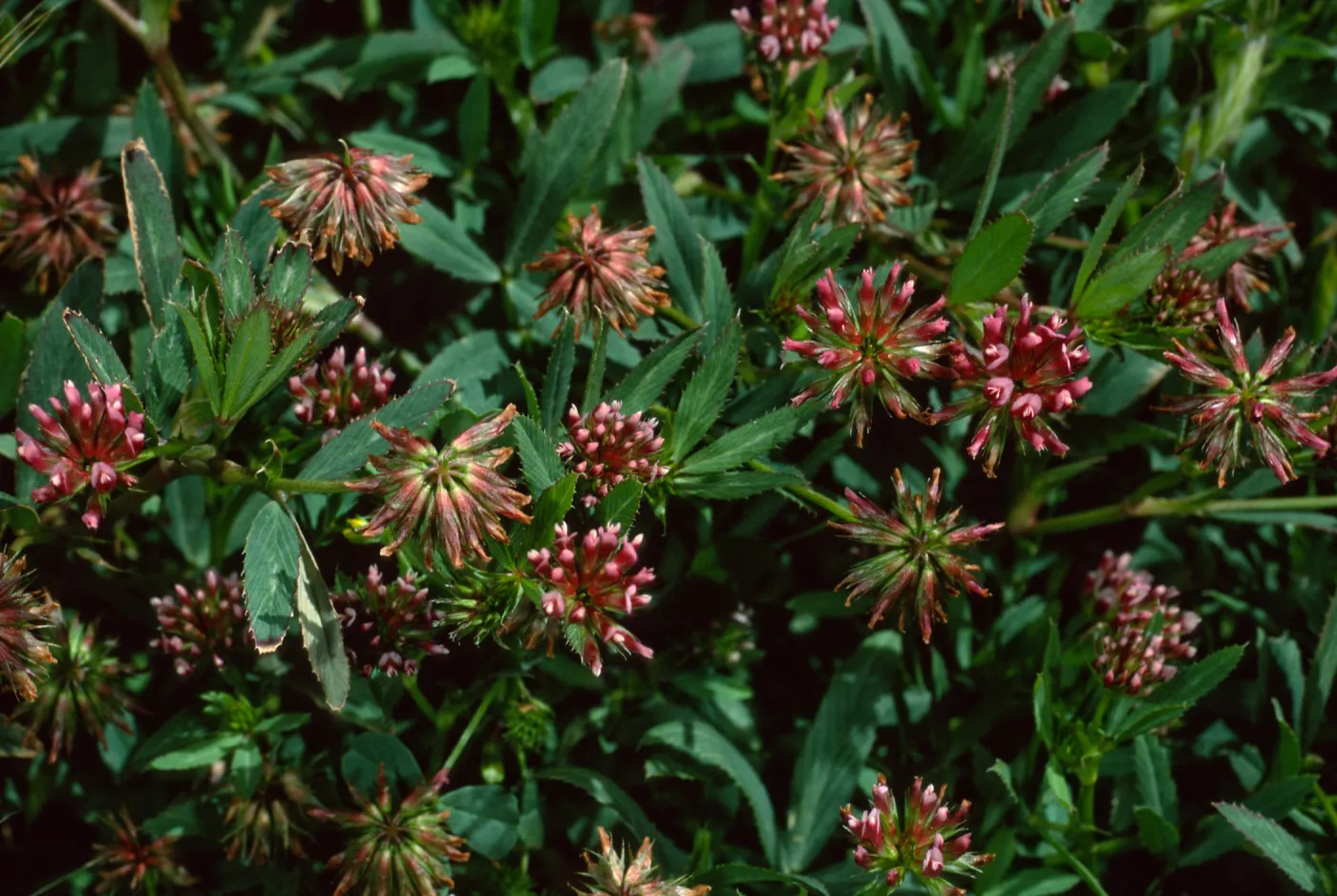 Trifolium palmeri, West Anacapa Island, west of Summit Peak