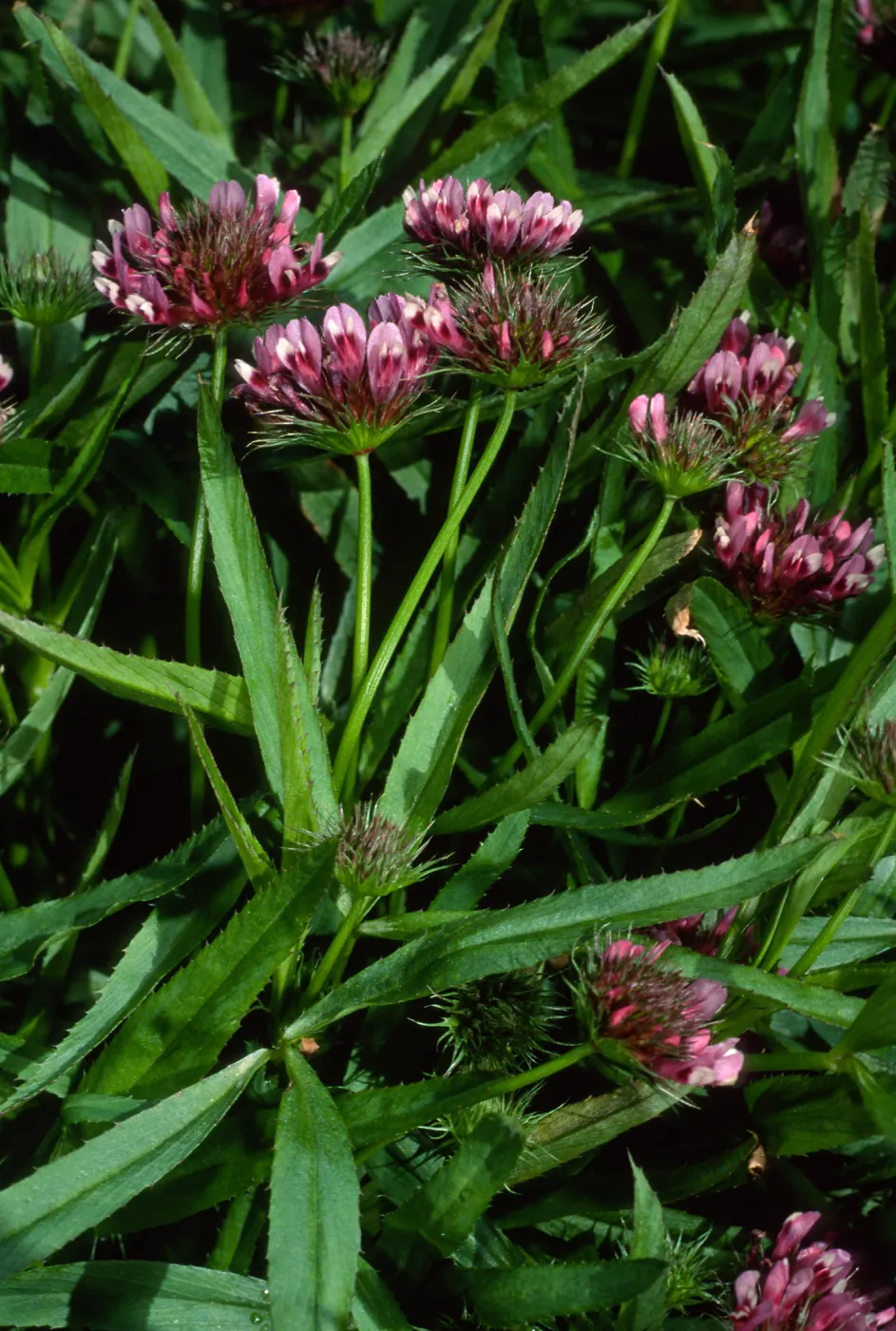 Trifolium willdenovii, West Anacapa Island, west of Summit Peak