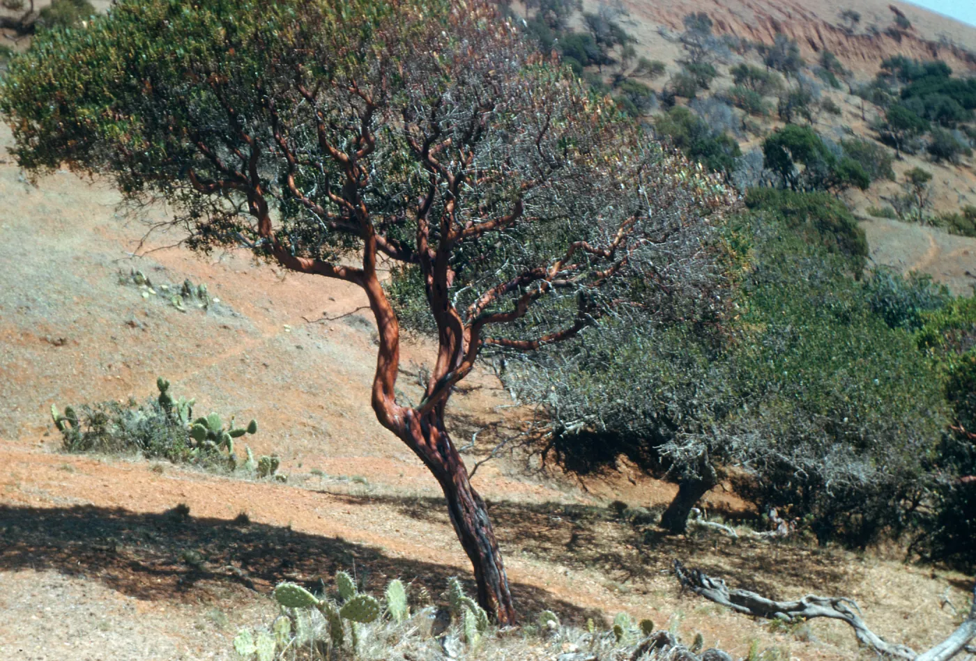Manzanita, Coches Prietos, Santa Cruz Island