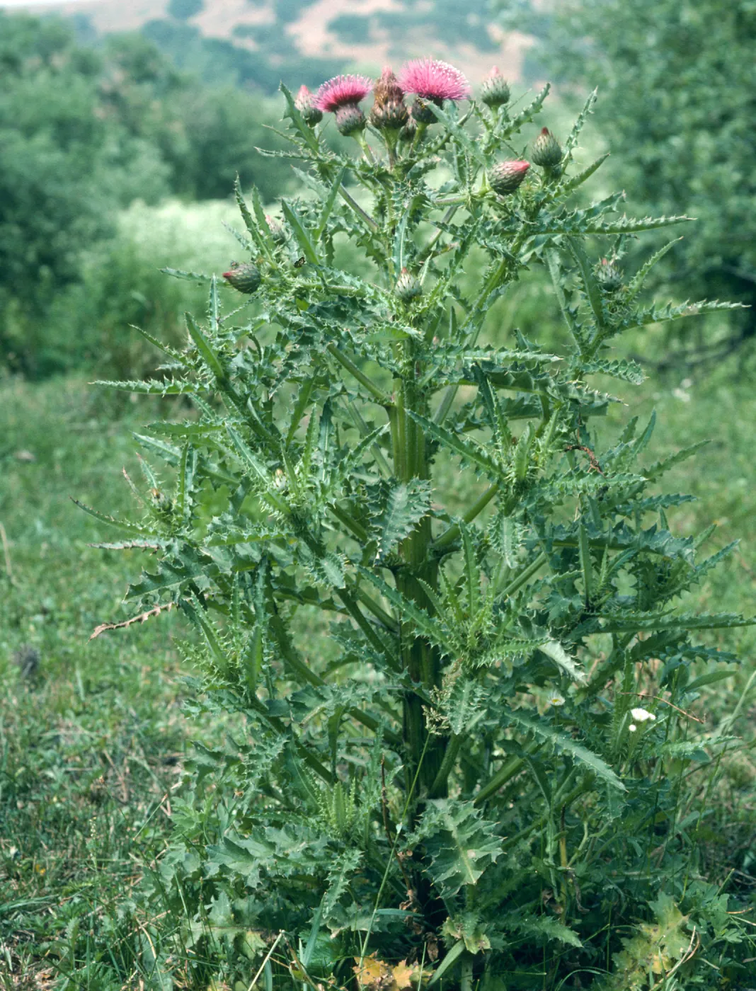 Los Alamos Price Ranch, Cirsium sp.