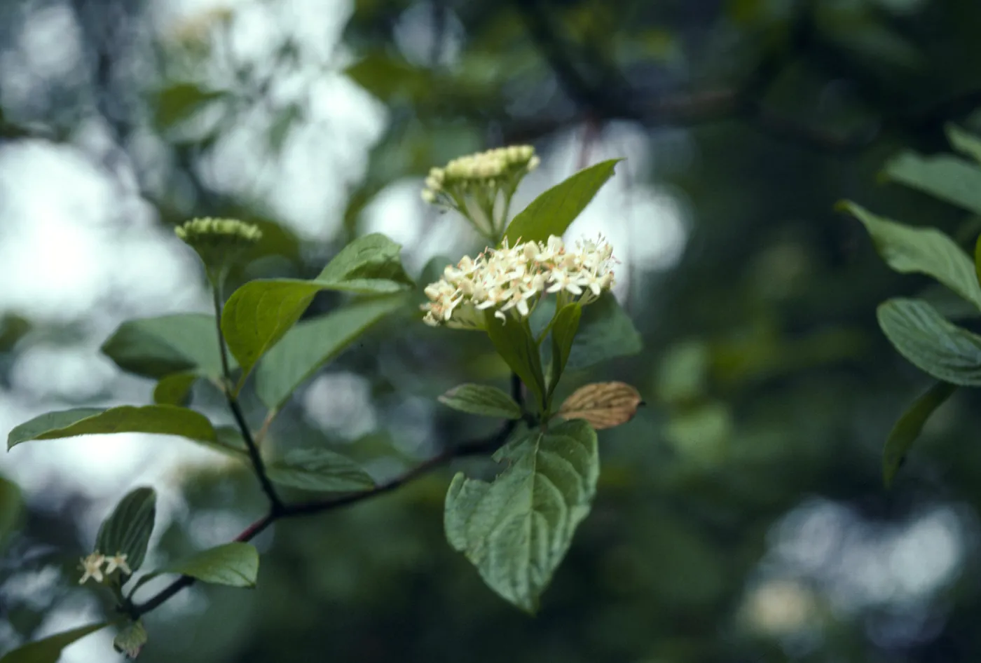 Los Alamos Price Ranch