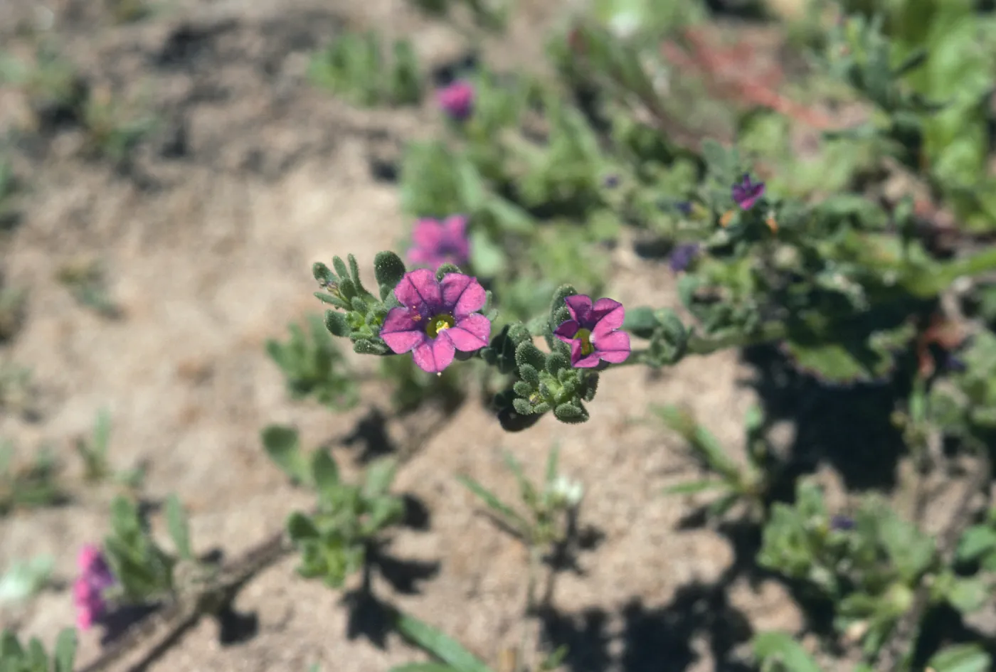 Los Alamos Marsh, Petunia
