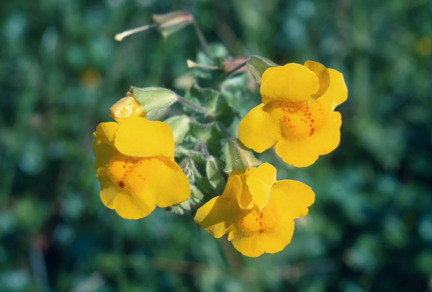 Los Alamos Marsh, monkeyflower