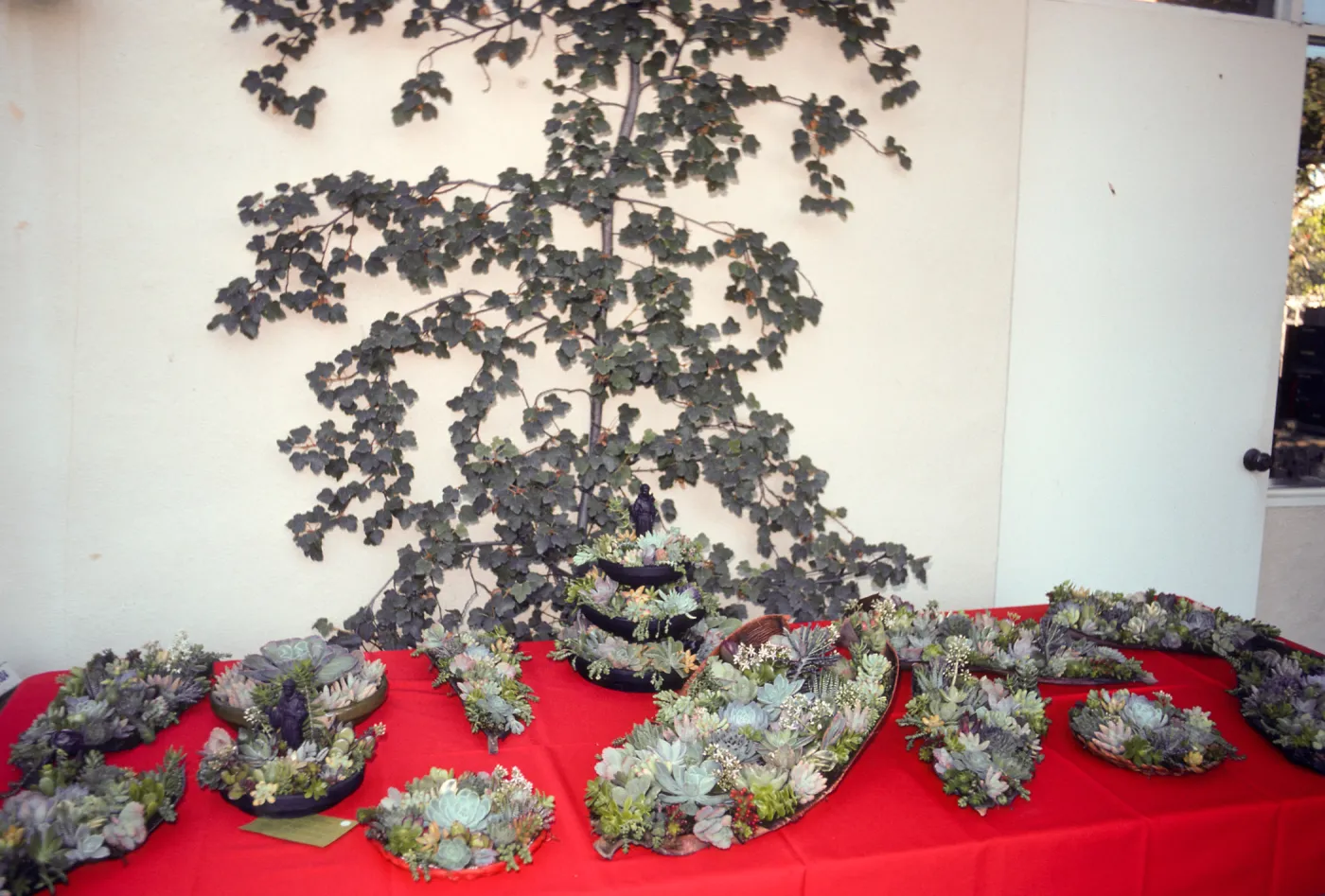SBBG Guild Ladies, Nov. 18th sale
