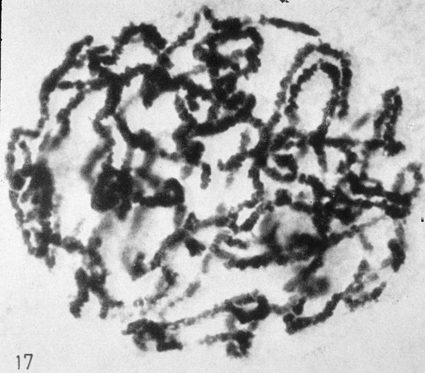 Lilium Croft compact spiralization