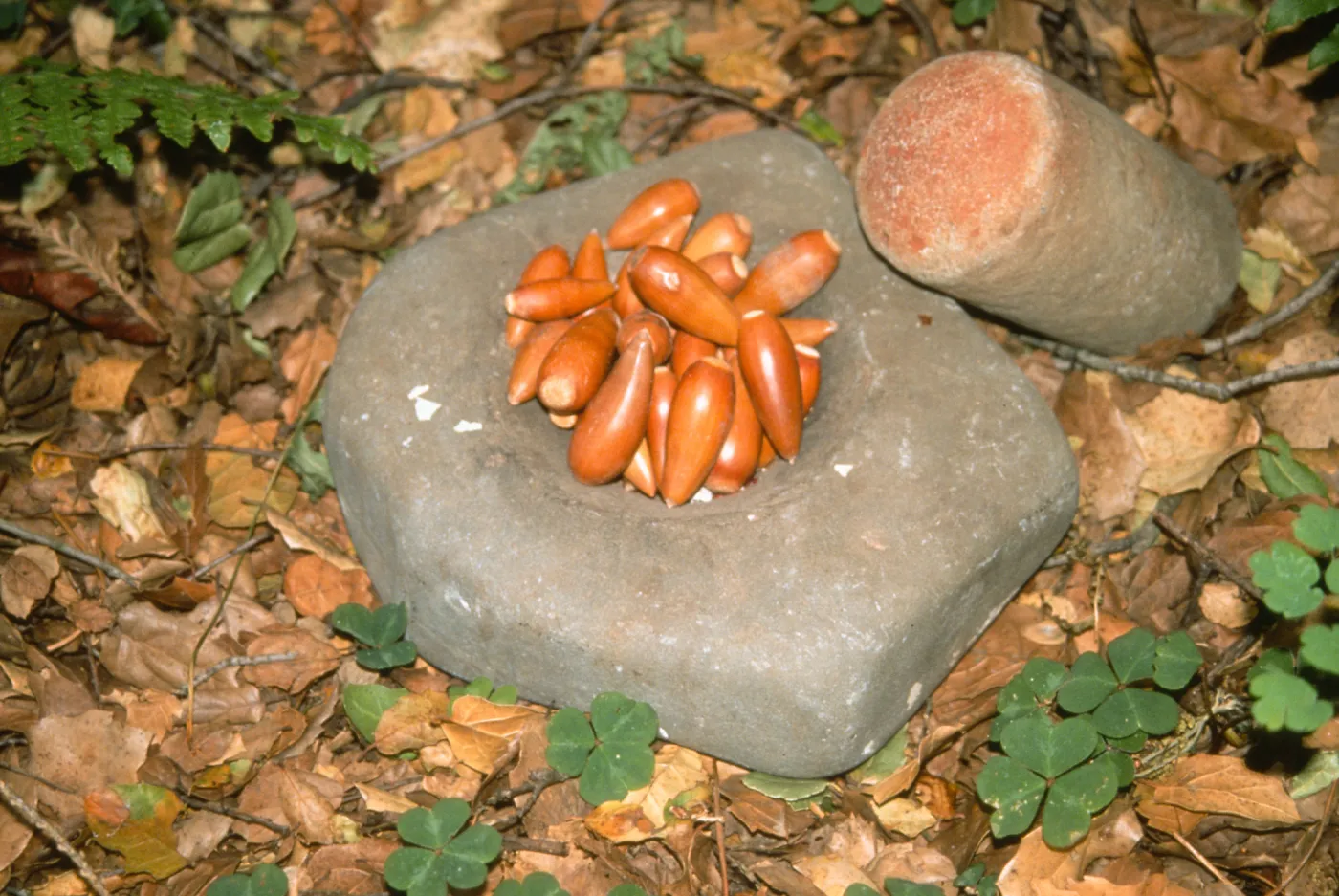 Golden Harvest Slide Show, mortar, pestle, acorns