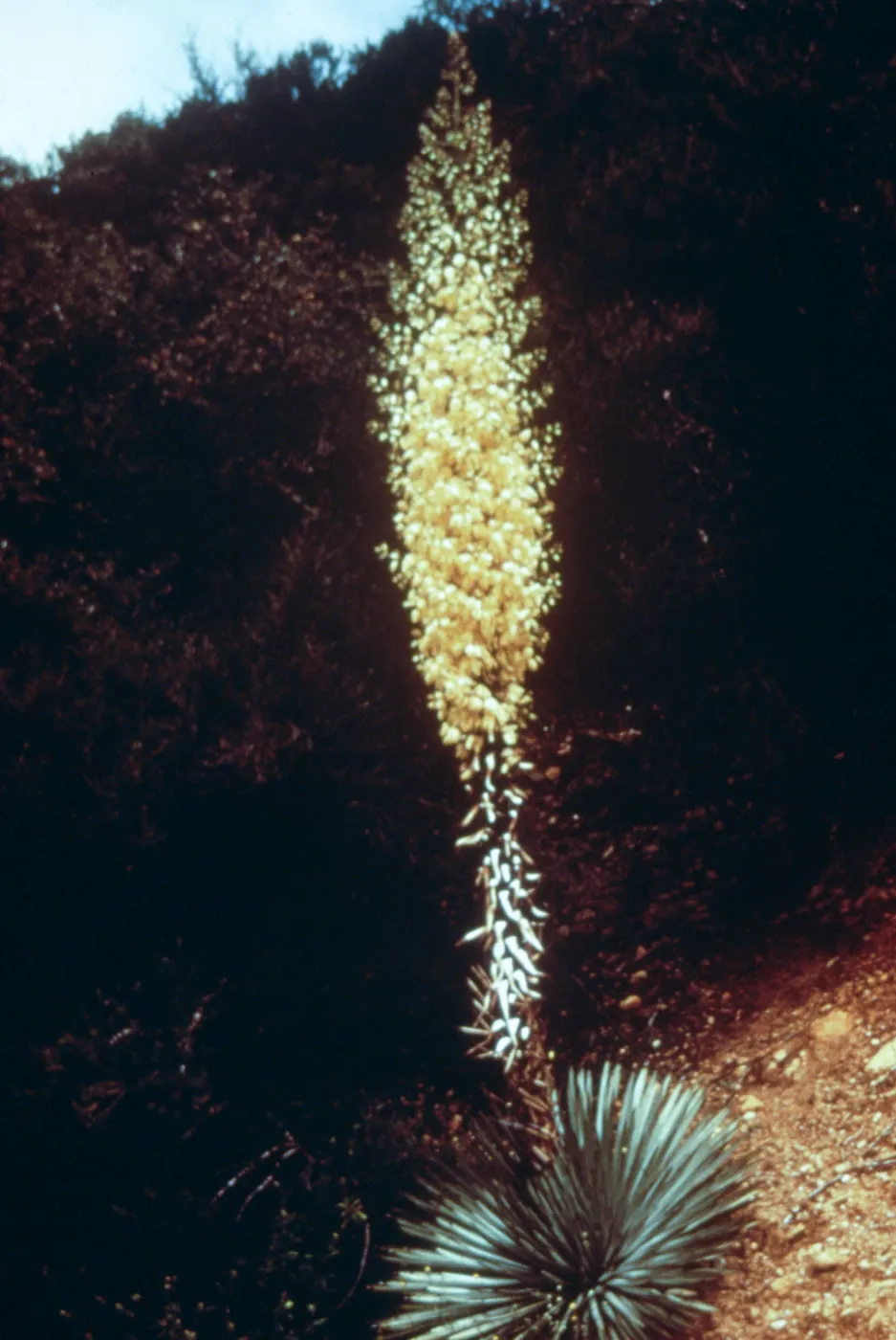 Golden Harvest Slide Show