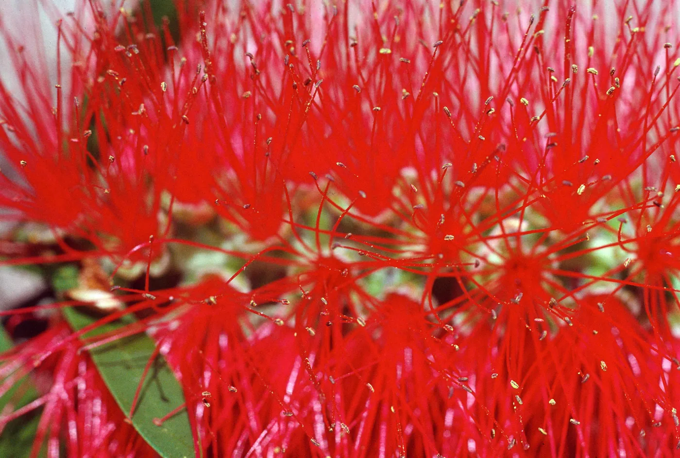 M.H. Garden, Bottlebrush