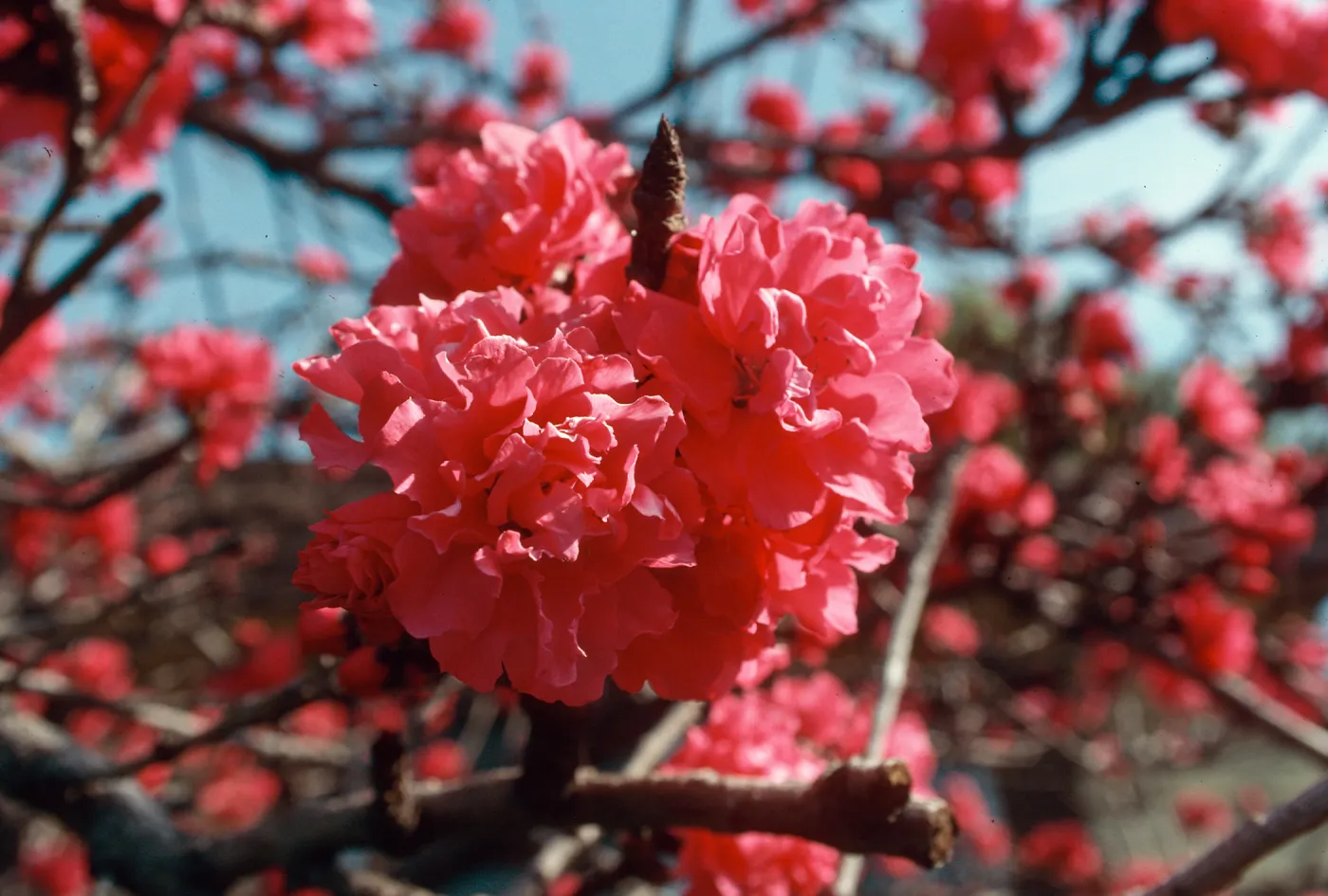 M.H., tree, flower, ornamental peach