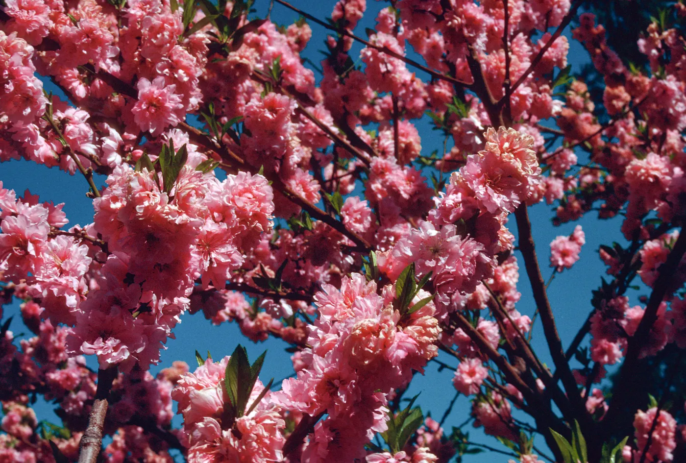 UCI campus, trees in bloom