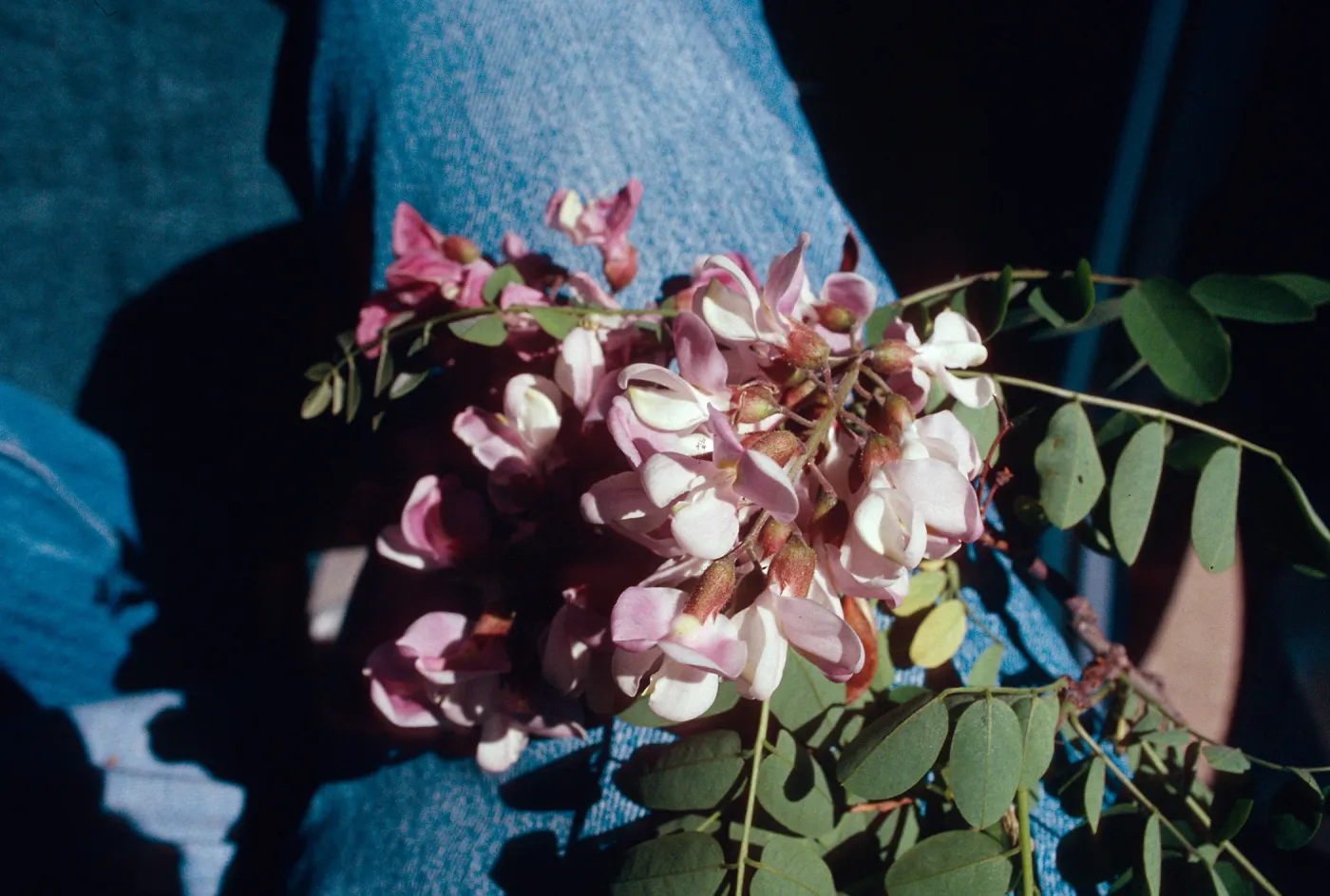 Rd138,Flowering Trees, on safari