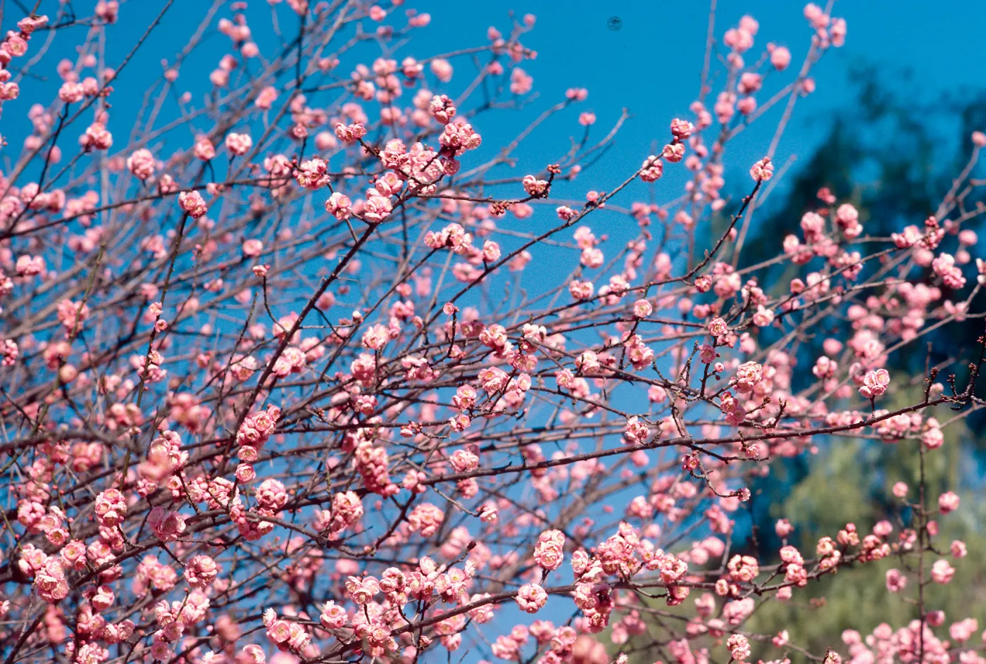 Victoria Ave. near Colton, tree in bloom