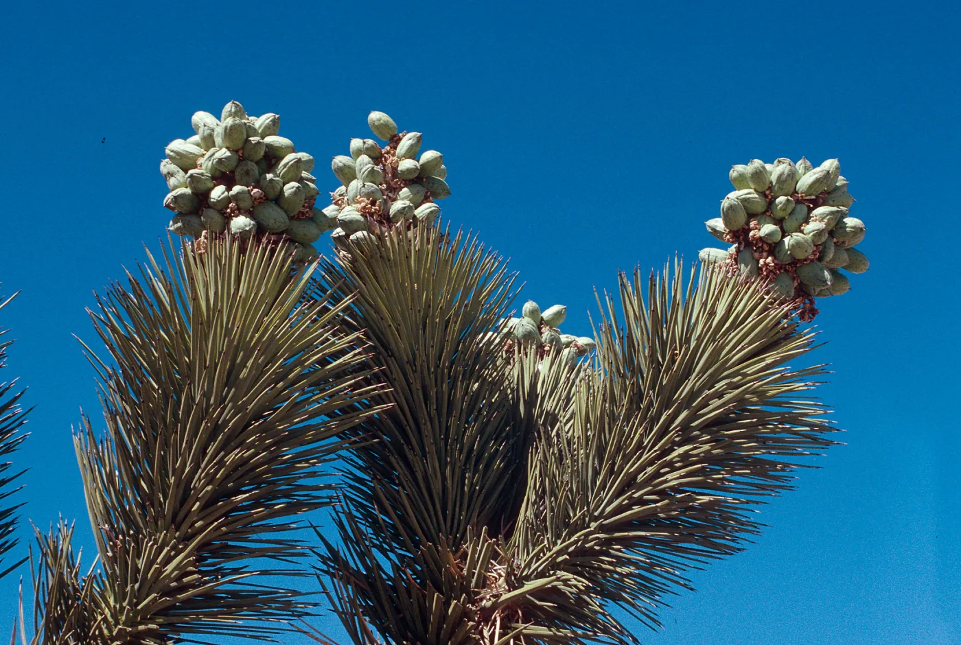 past Pinon Hills, Joshua (in seed) 