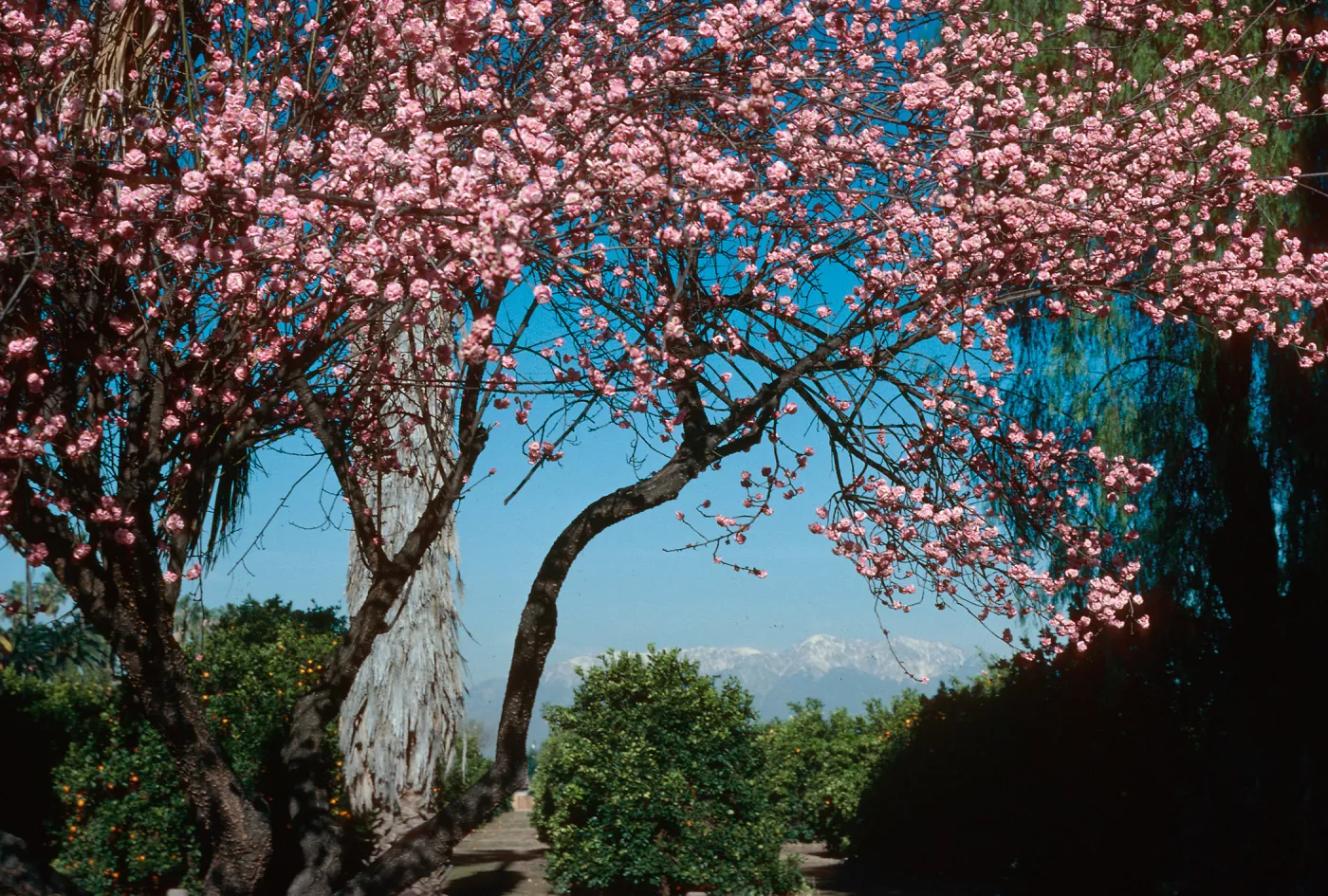 Victoria Ave. near Colton, tree in bloom