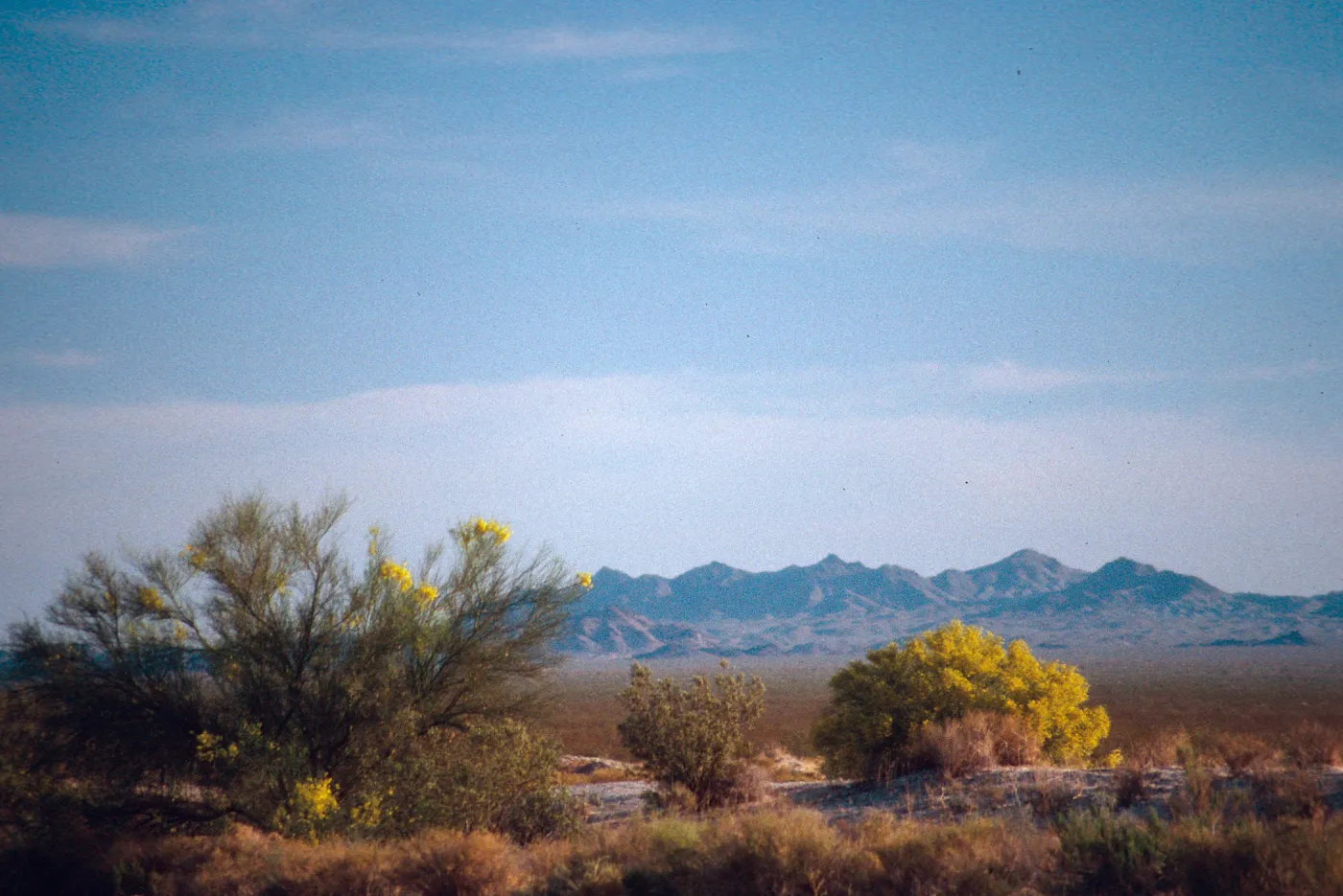 Rd. 95 near Vidal, Palo Verde bloom