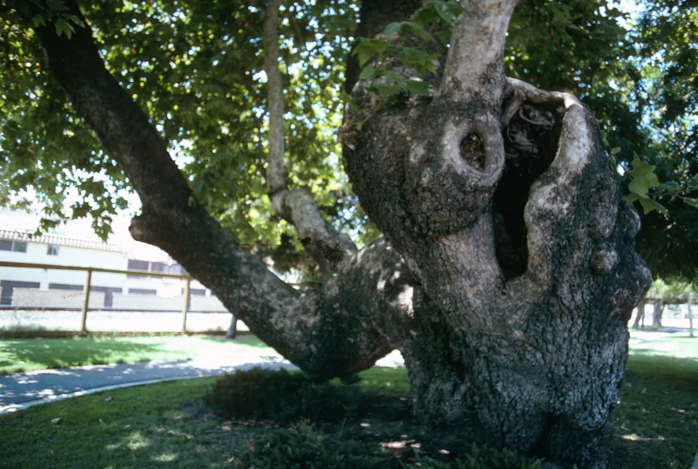 CA, San Juan Capistrano, Skeleton-Ghost Trees, Old Tree