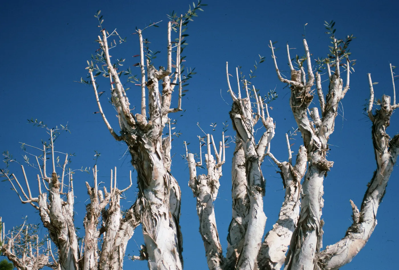 CA, San Juan Capistrano, Tree tops