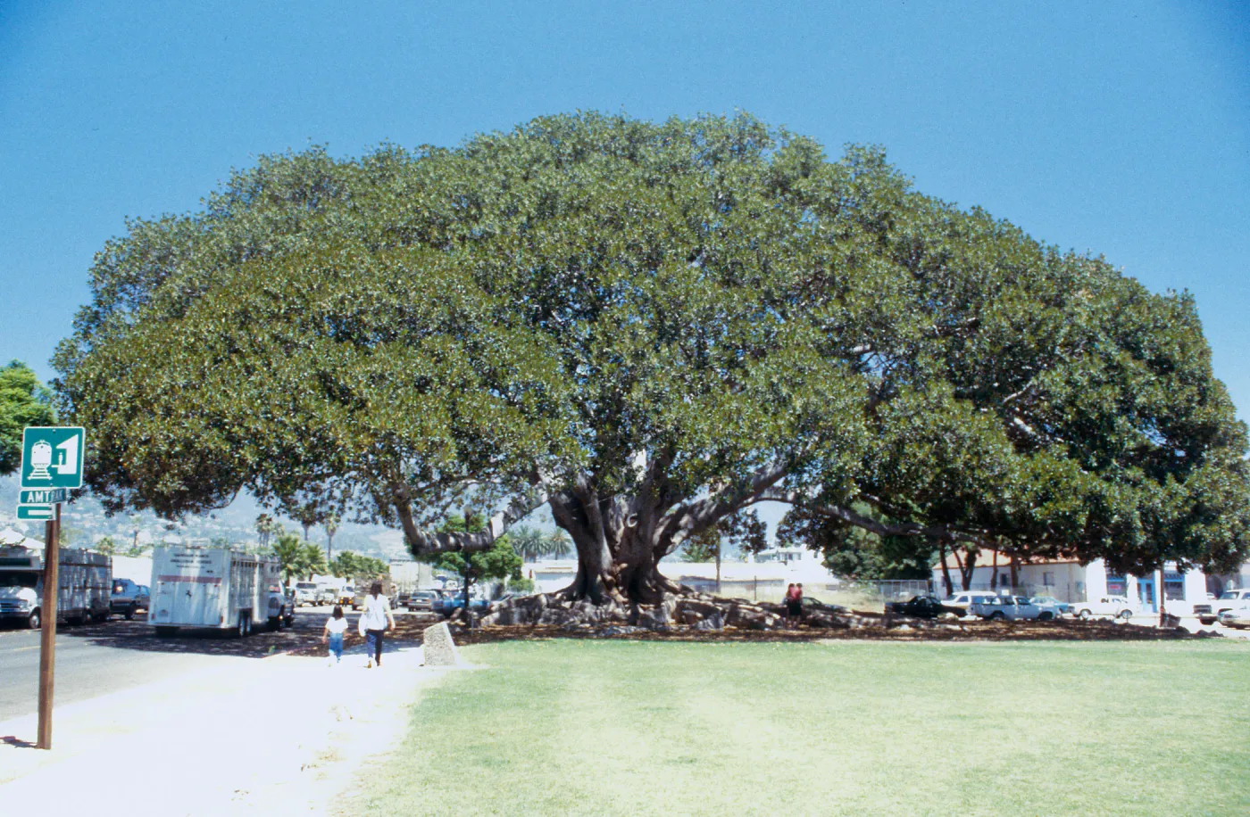 CA, Santa Barbara, Tree tops: Largest tree