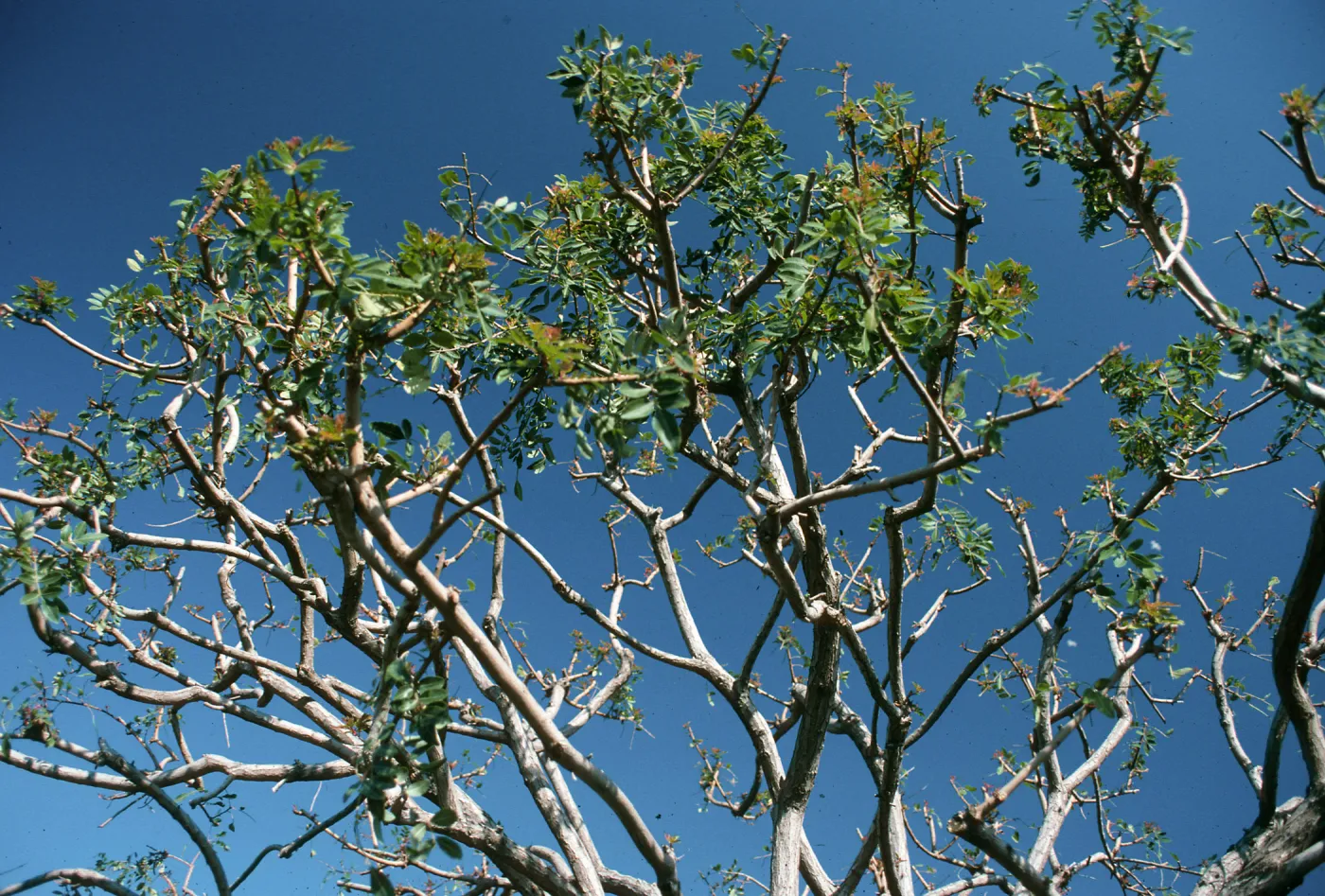 CA, San Juan Capistrano, Tree tops