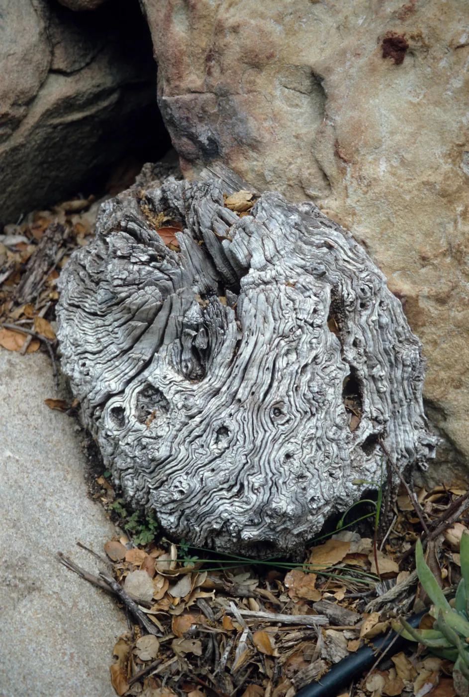 CA, Santa Barbara, Trees: Trunks and bark-Botanic Garden tree trunk design